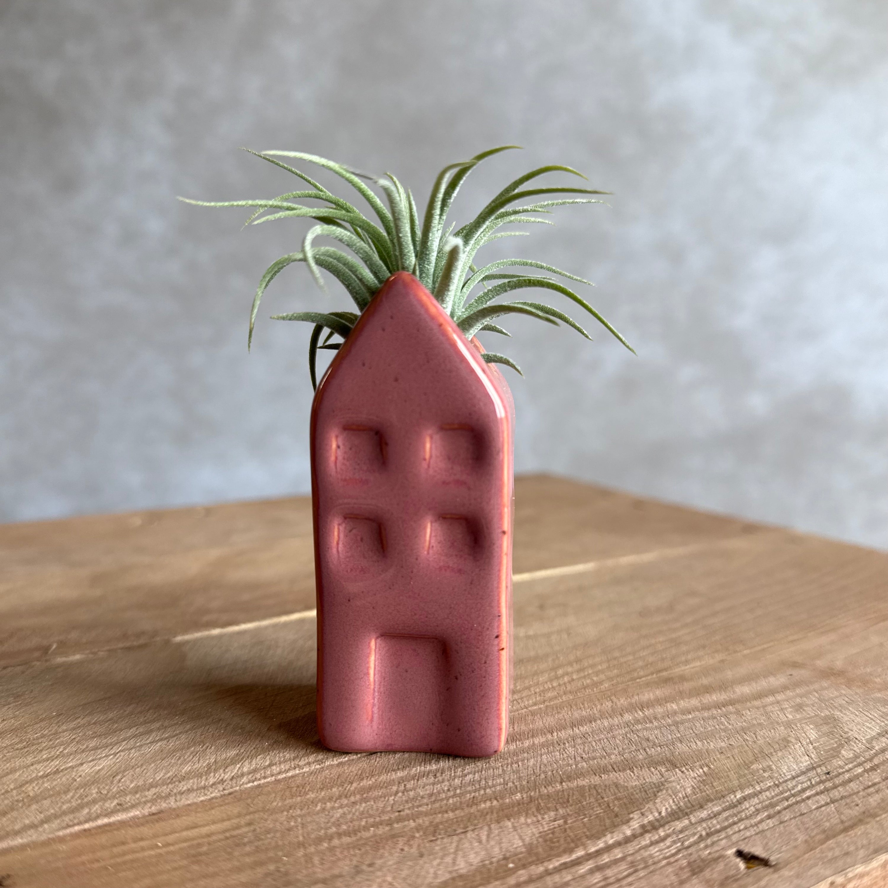 Grachtenpandje + airplant
