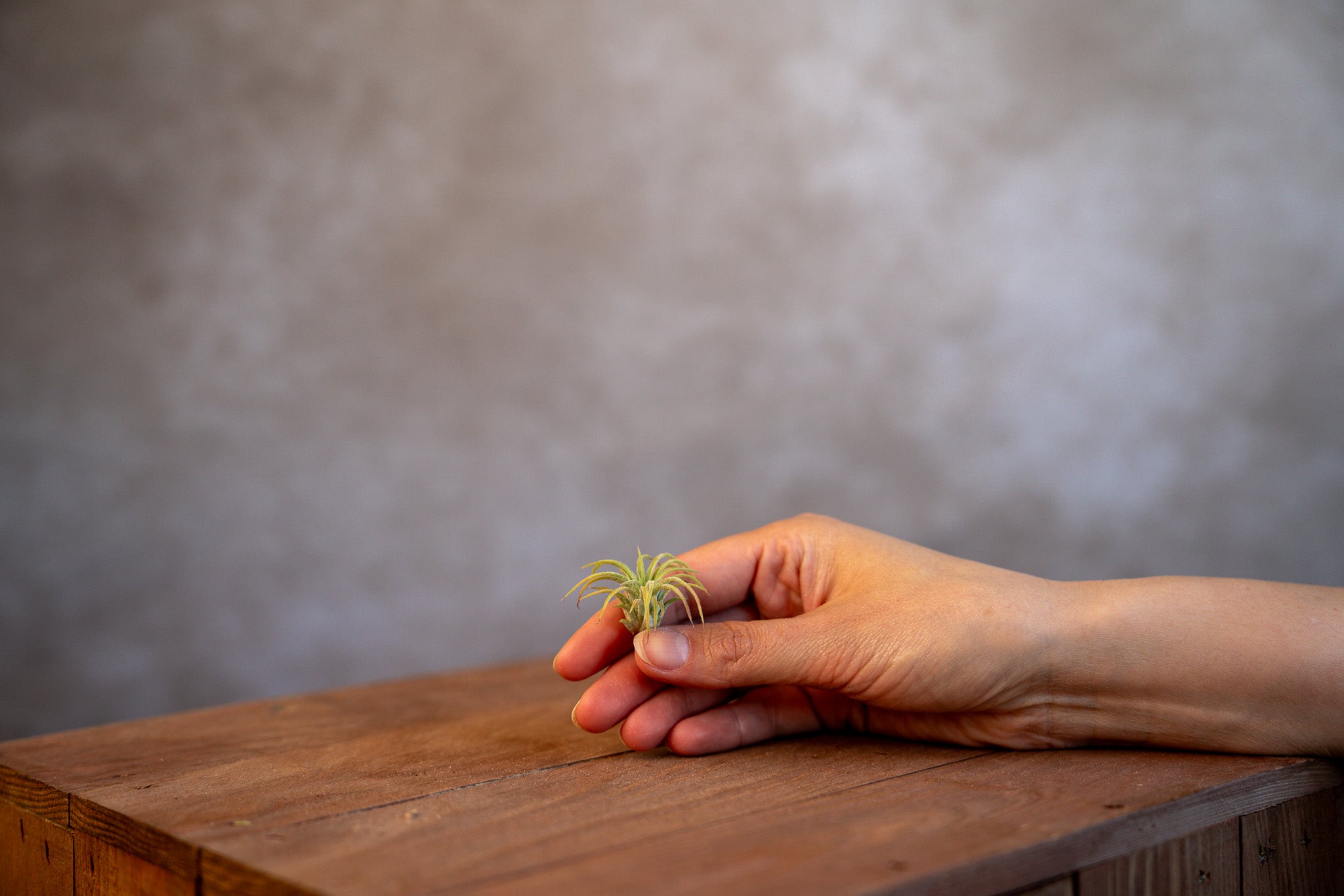 Tillandsia Ionantha Fuego