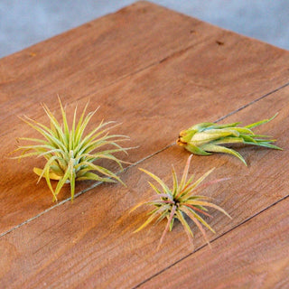 3x Ionantha Luchtplantjes