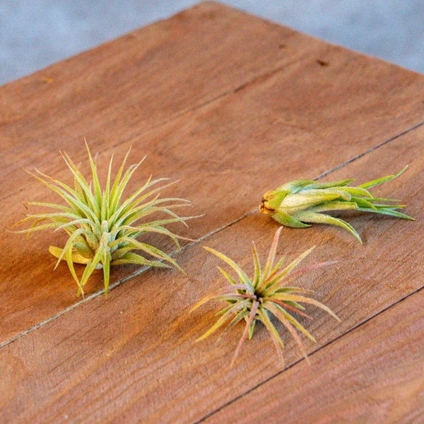3x Ionantha Luchtplantjes