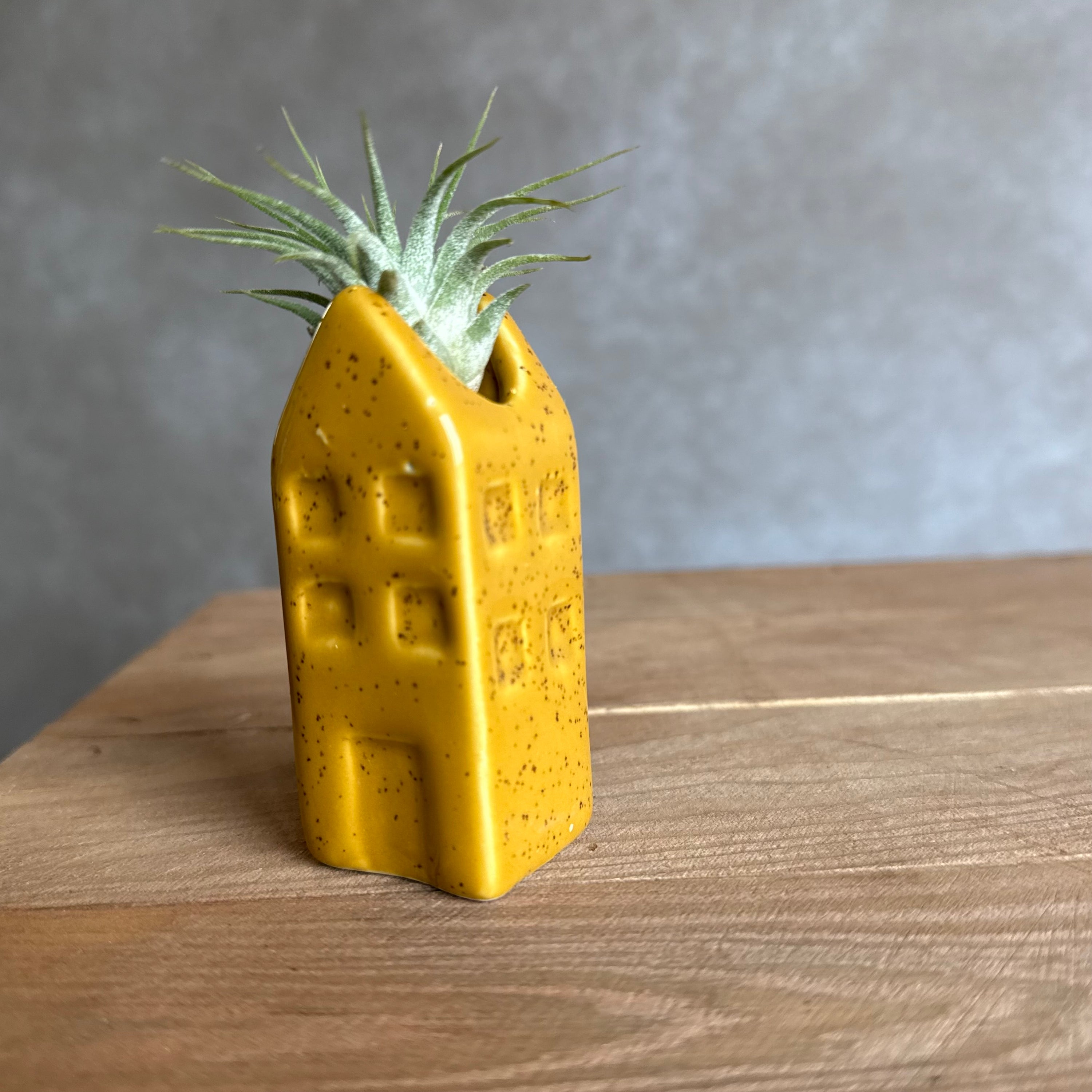 Grachtenpandje + airplant