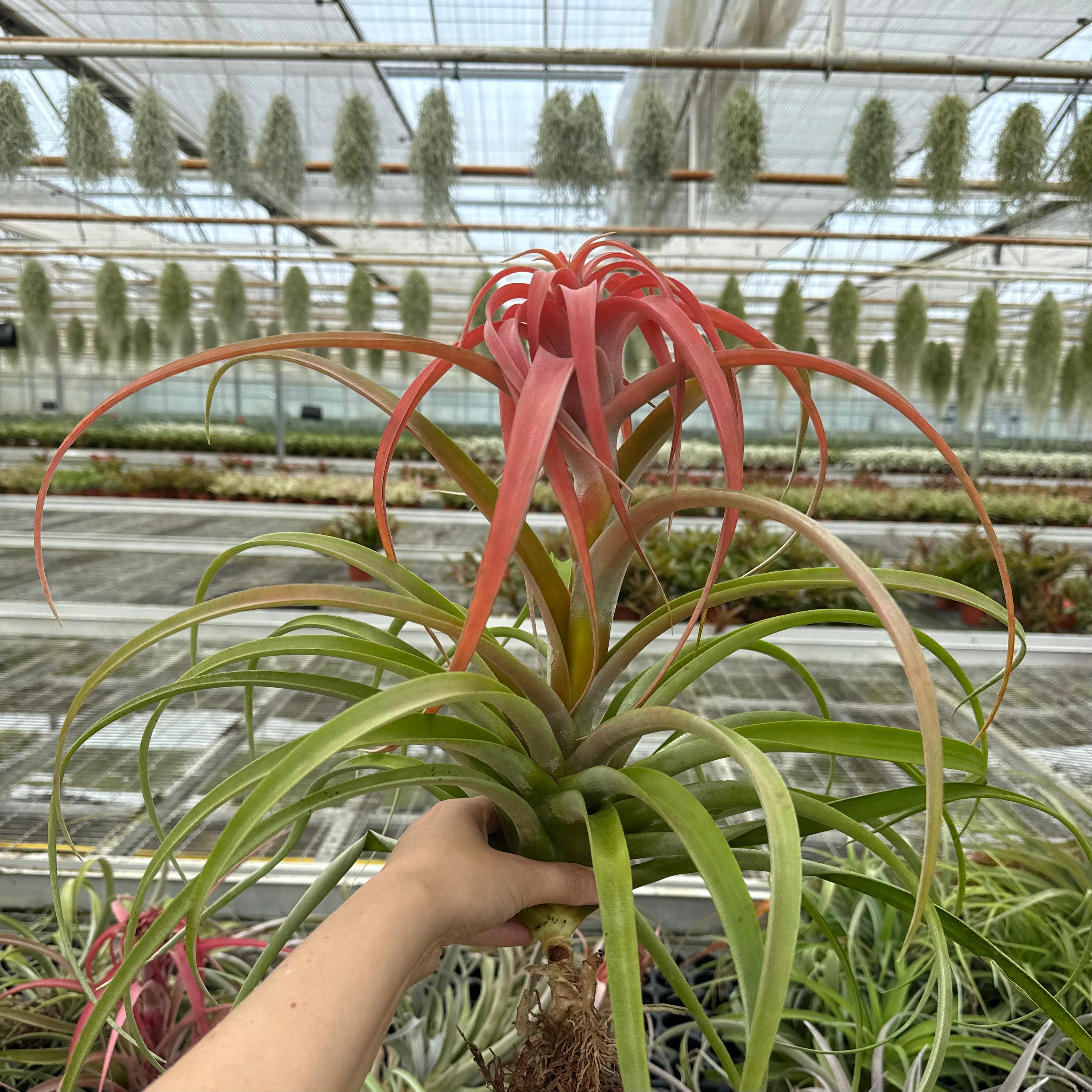 Tillandsia Capitata xxl (peach)