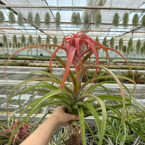 Tillandsia Capitata xxl (peach)