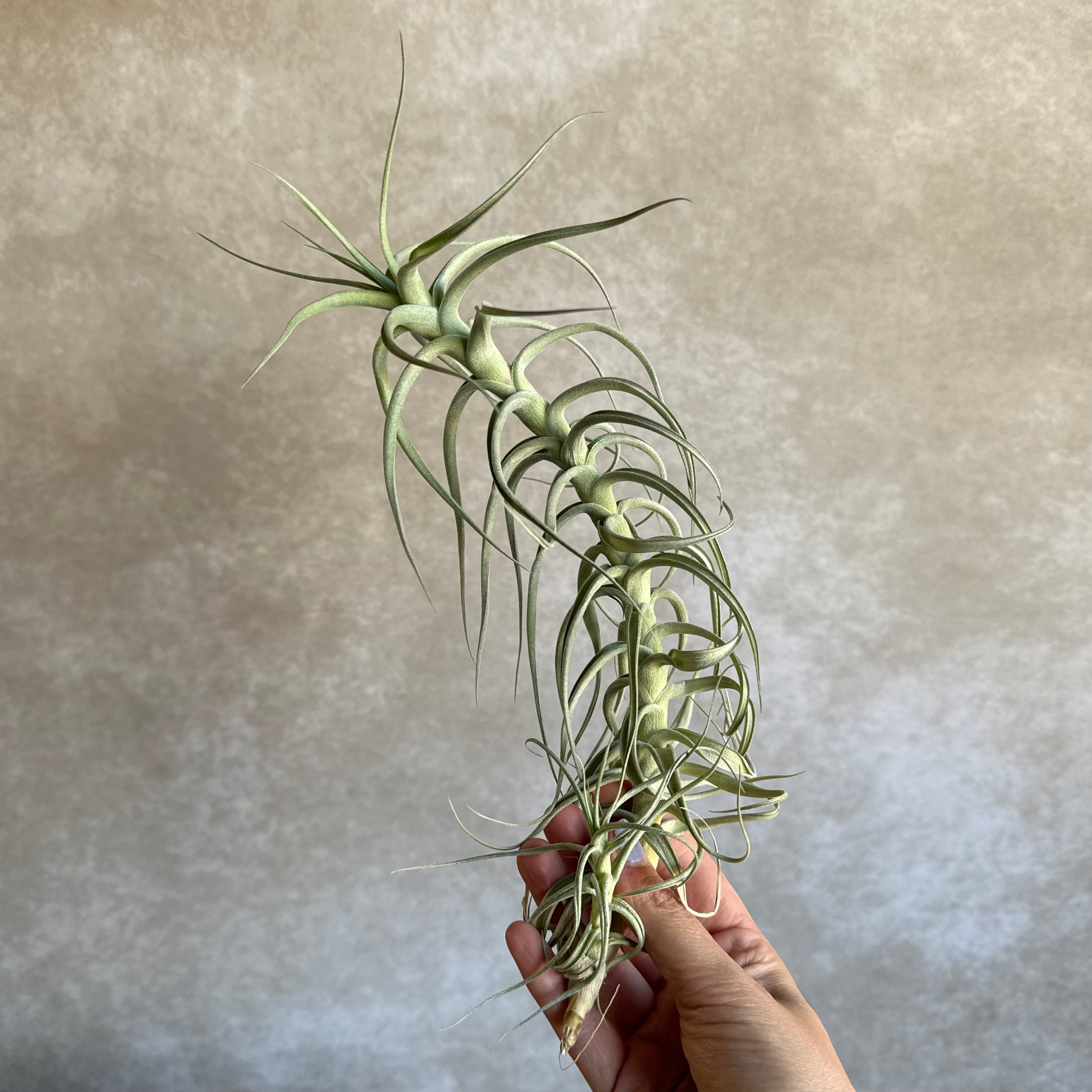 Tillandsia bergeri xxl