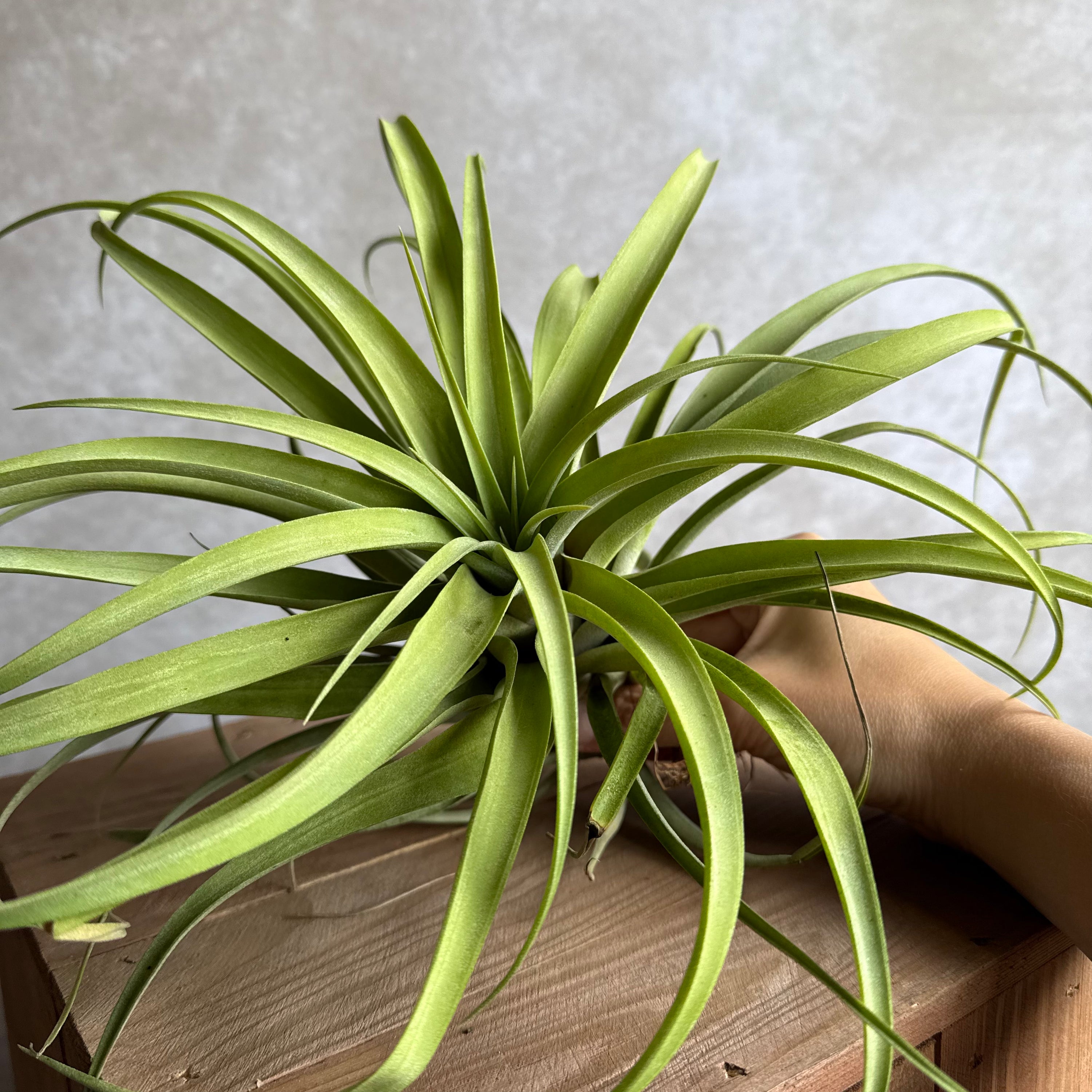 Tillandsia capitata XXL