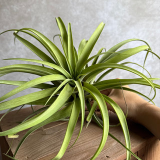 Tillandsia capitata XXL
