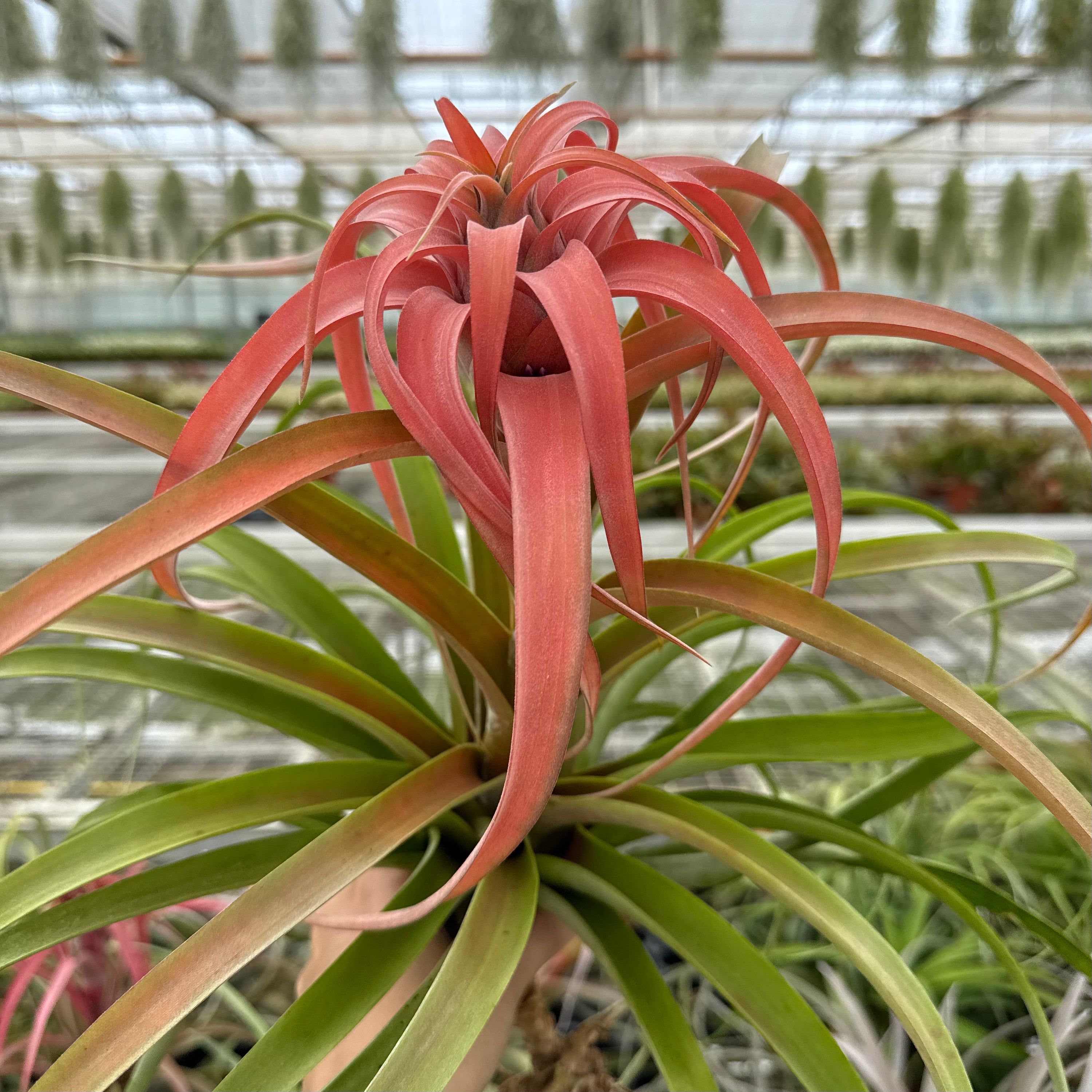 Tillandsia Capitata xxl (peach)