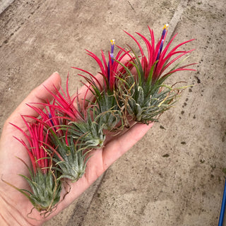 5x Tillandsia ionantha fuego XL