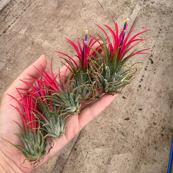 5x Tillandsia ionantha fuego XL