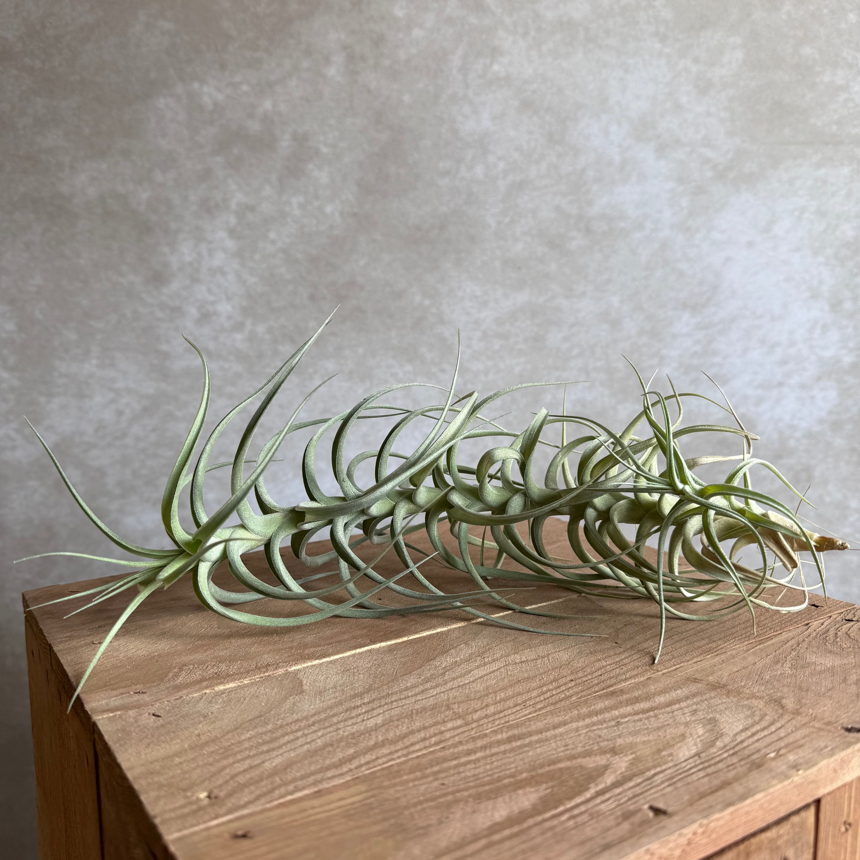 Tillandsia bergeri xxl