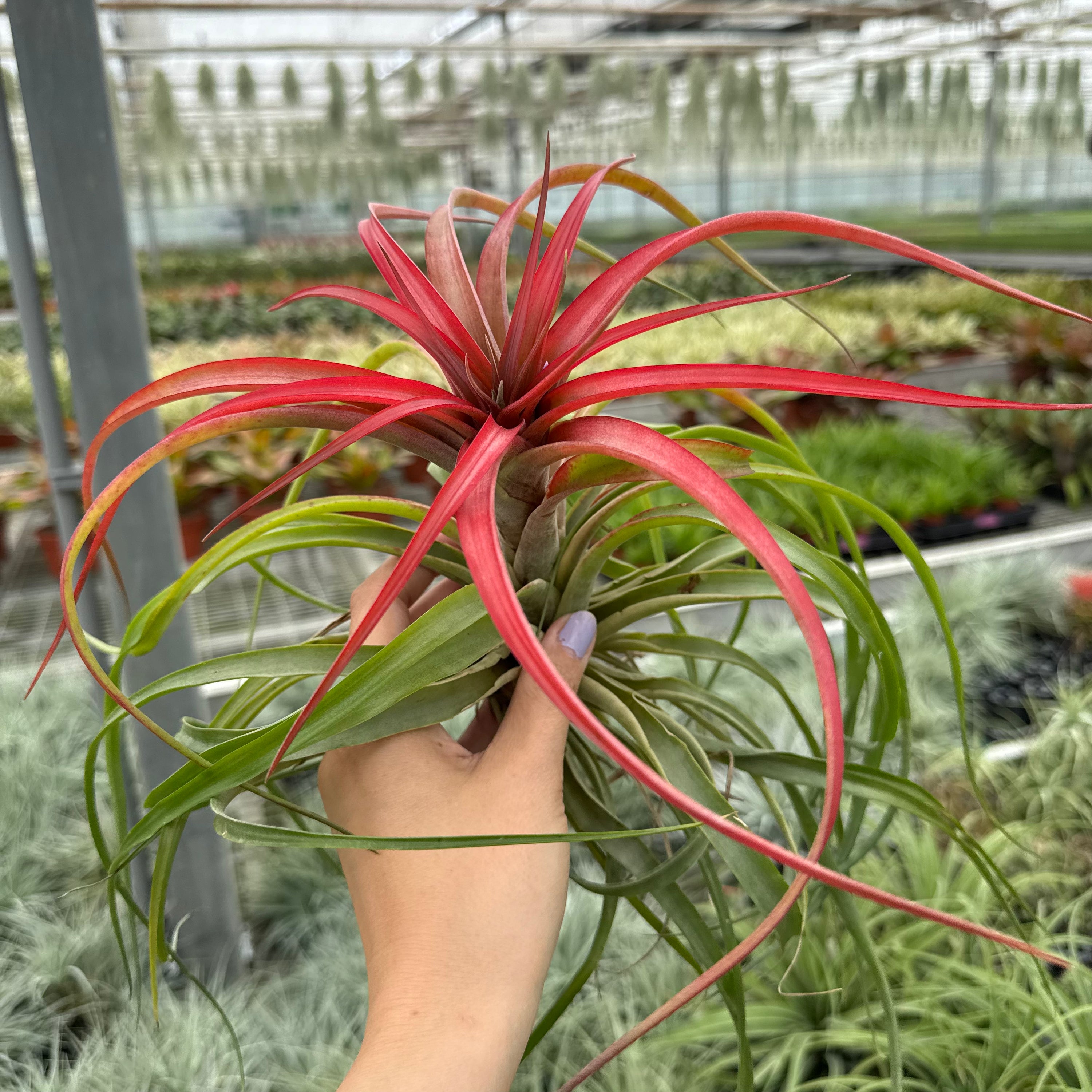Tillandsia multiflora xxl rood