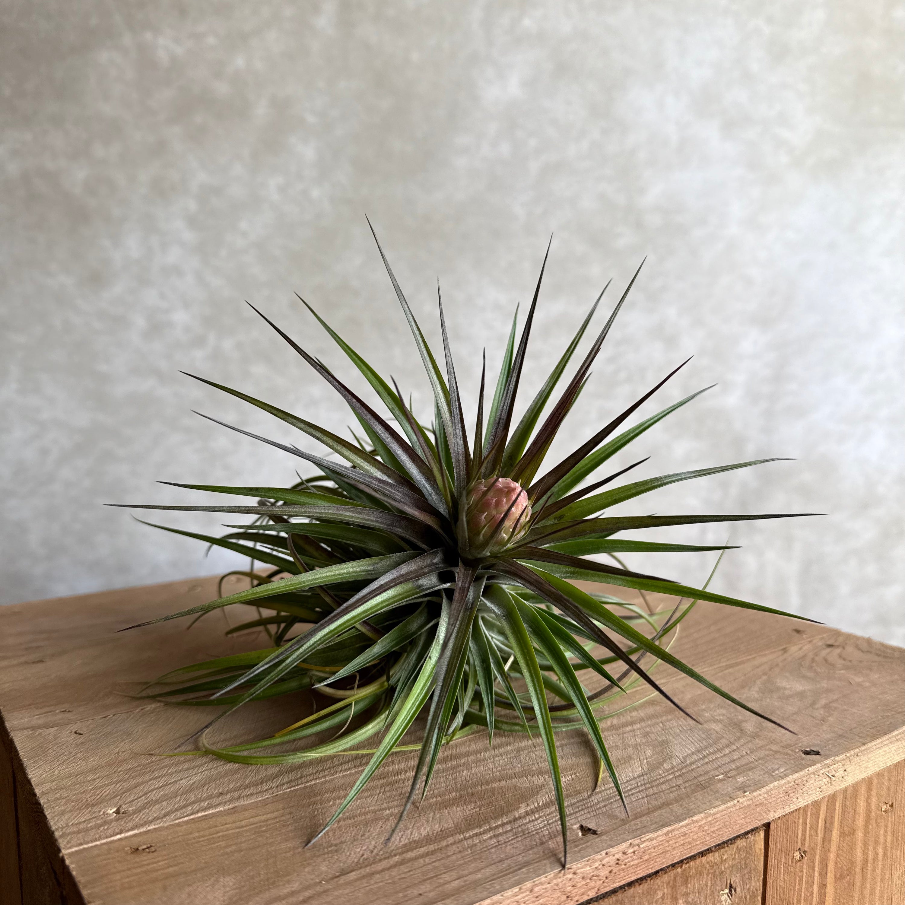 Tillandsia cotton candy (hybrid)