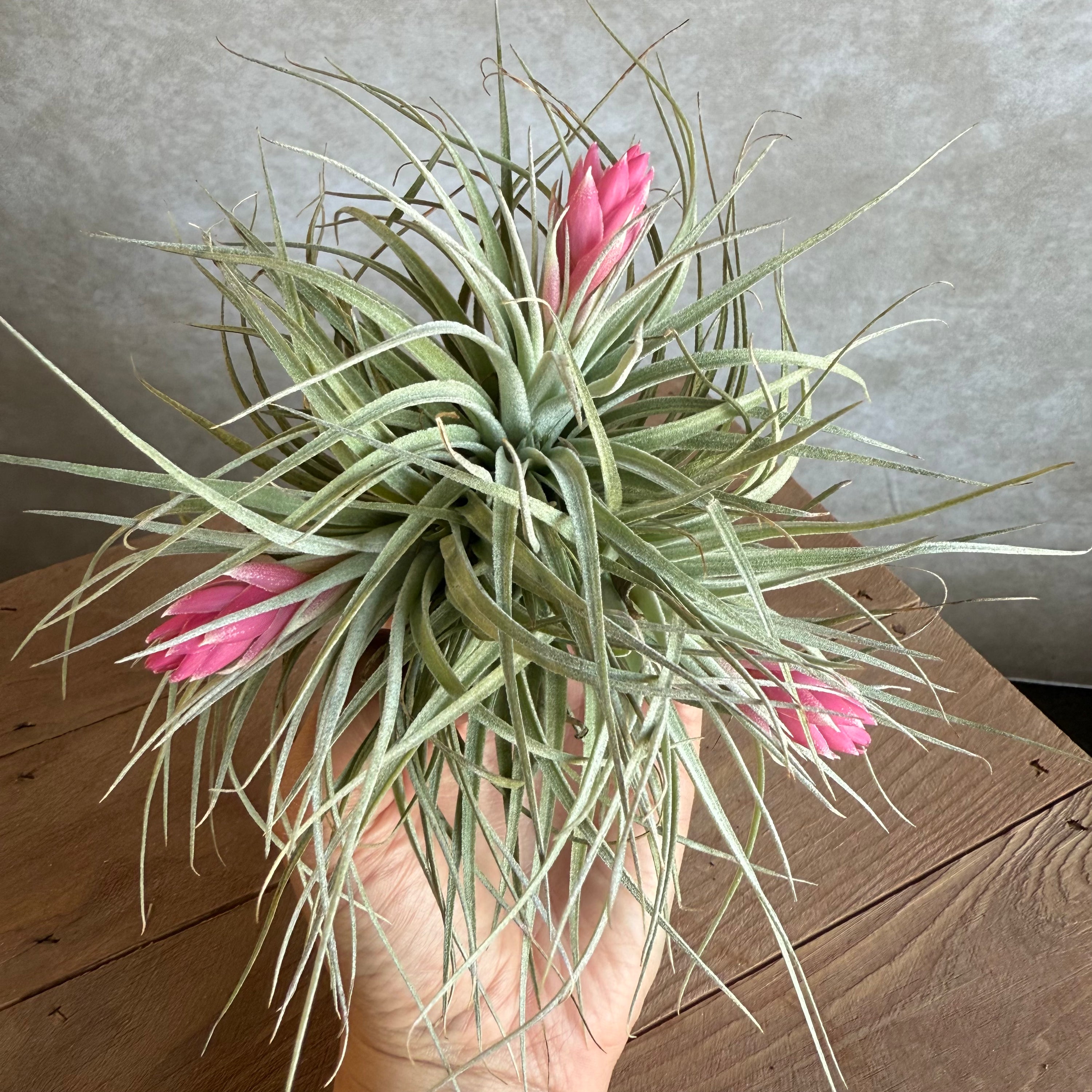 Tillandsia Cotton Candy (multiple)