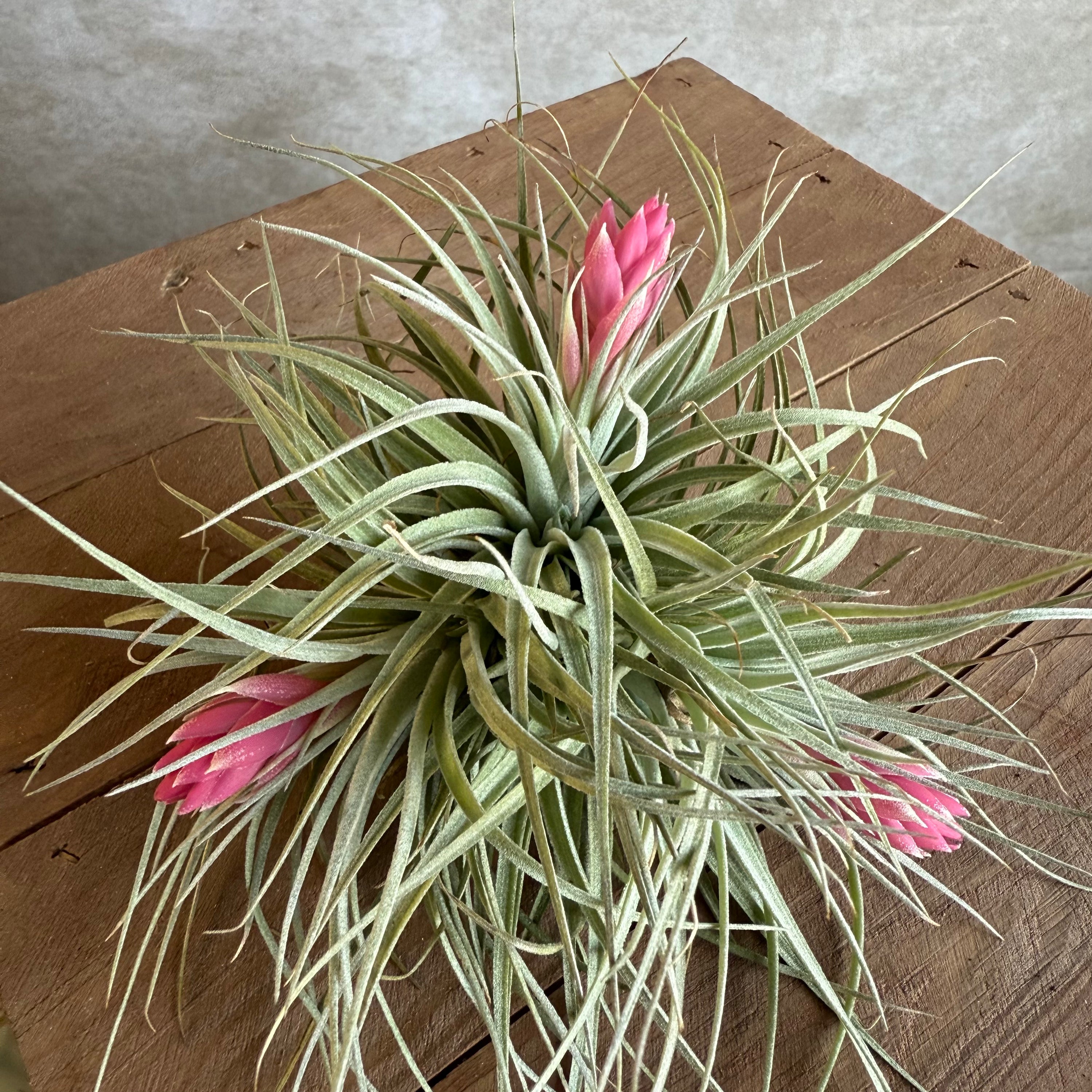 Tillandsia Cotton Candy (multiple)