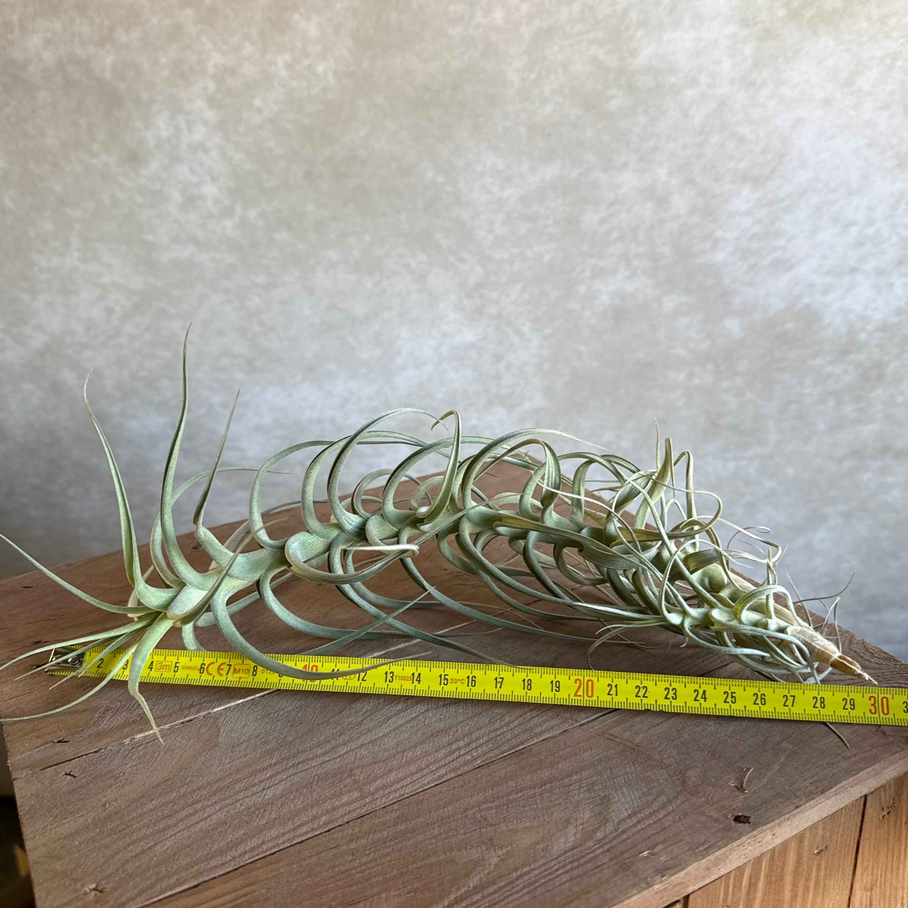Tillandsia bergeri xxl