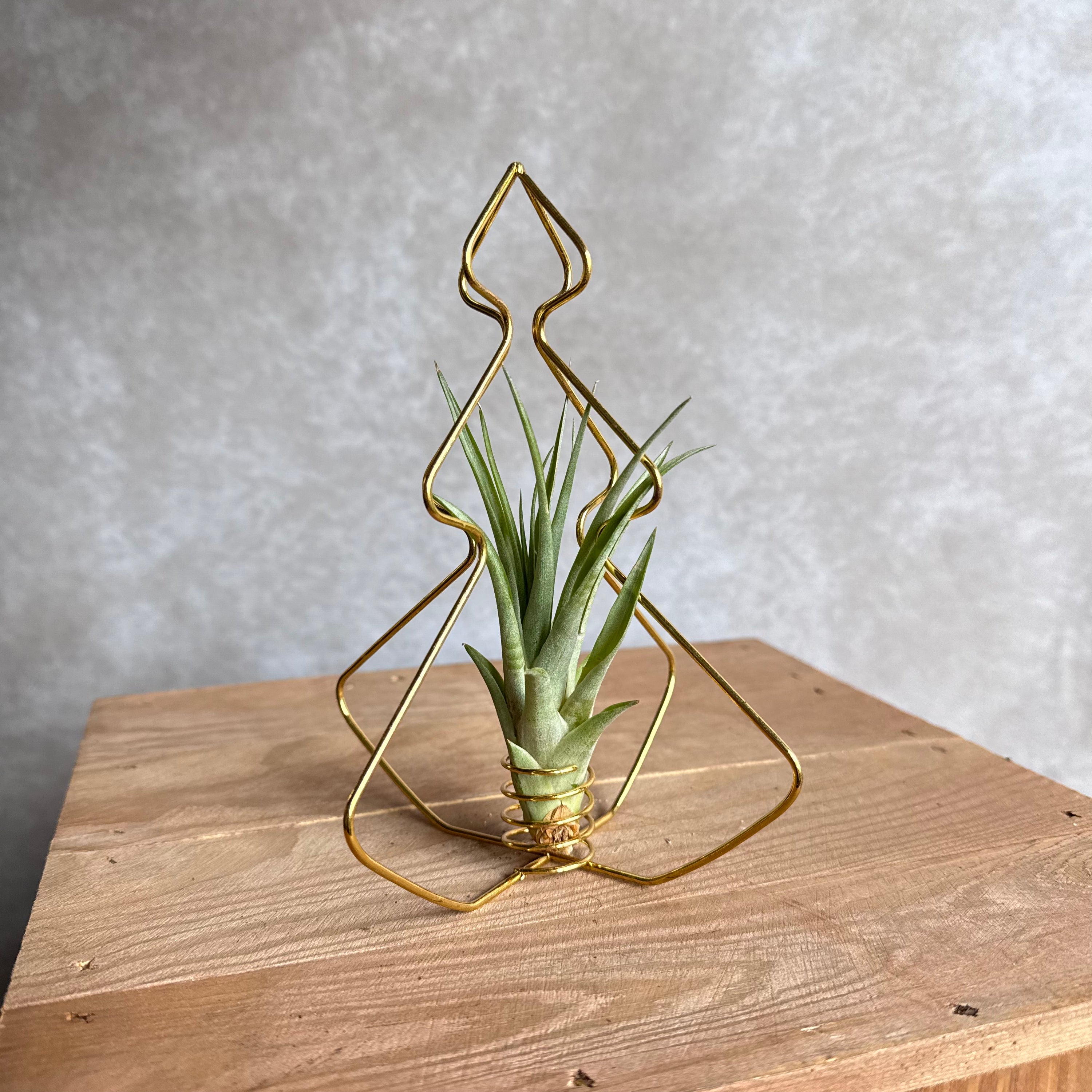 X-Mas Tree Gold with Air Plant