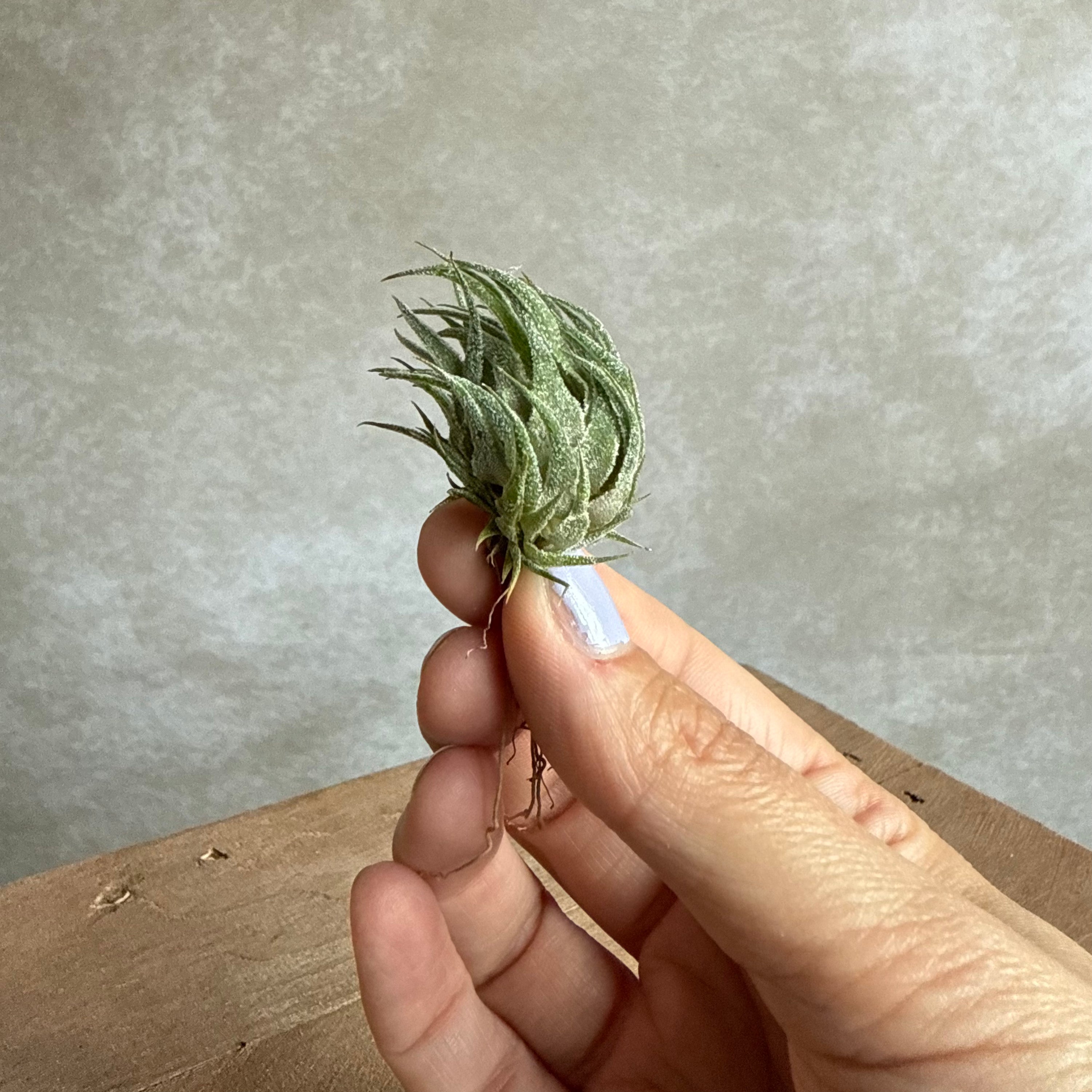 Tillandsia sprengeliana