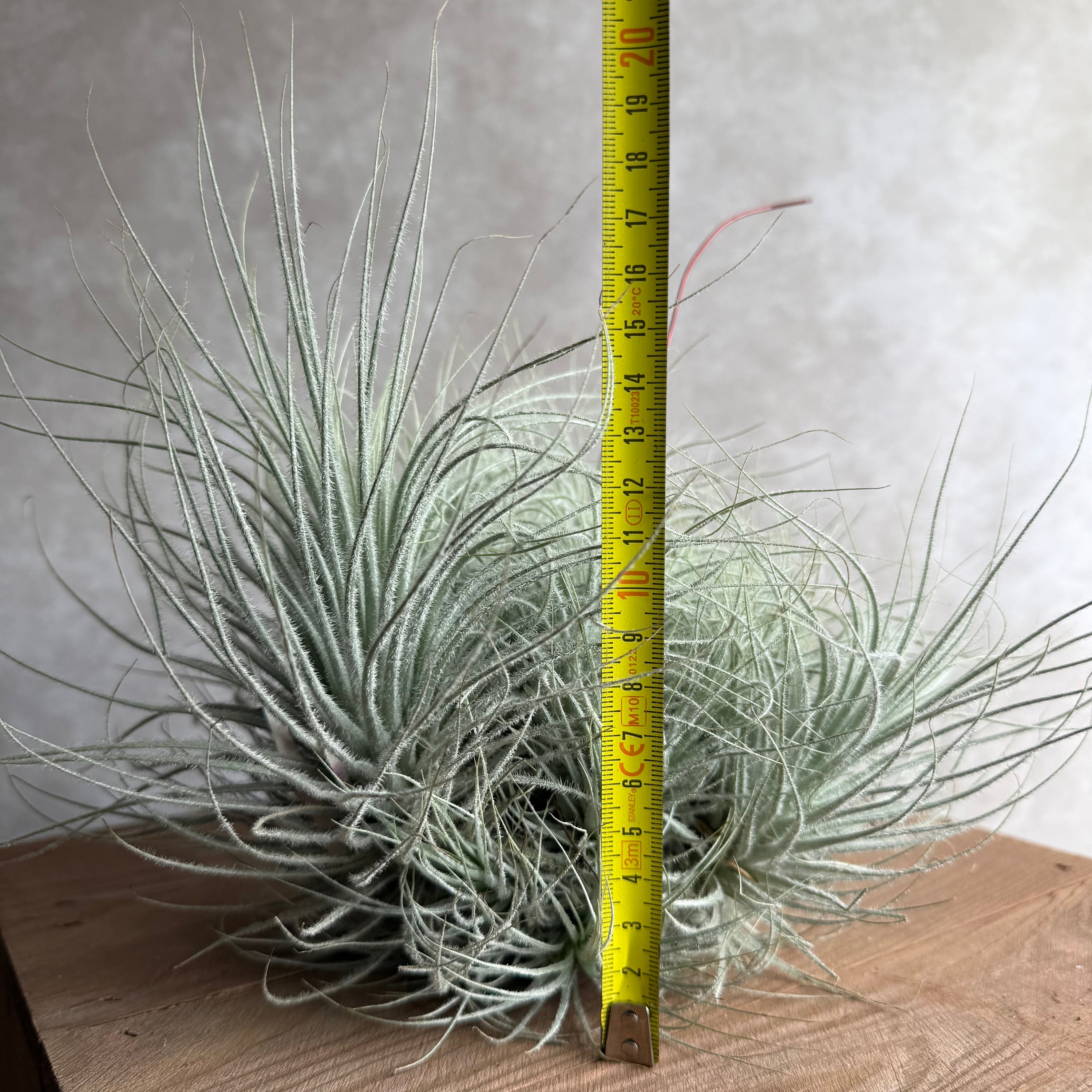 Tillandsia tectorum snow cluster