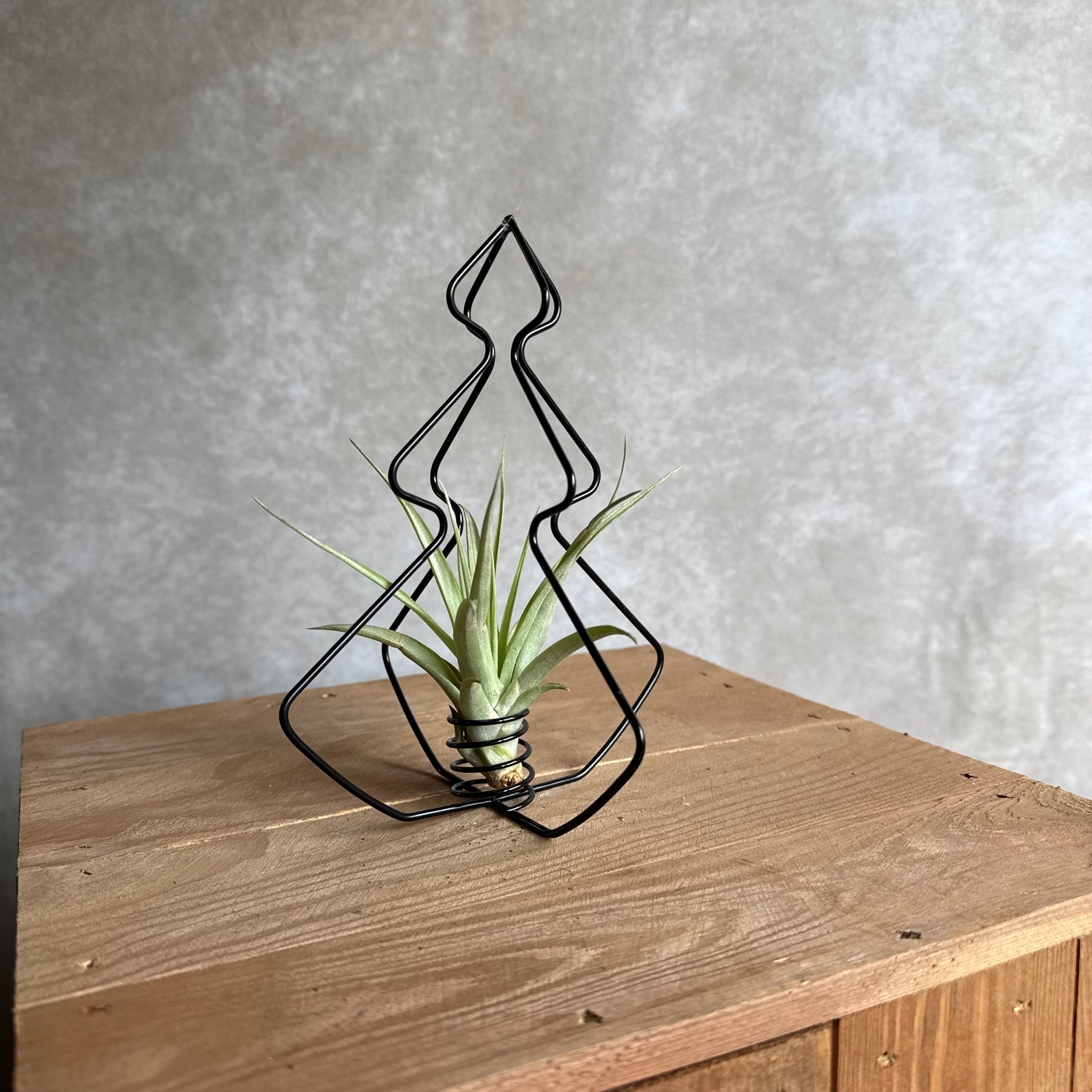 X-Mas Tree Black with Air Plant