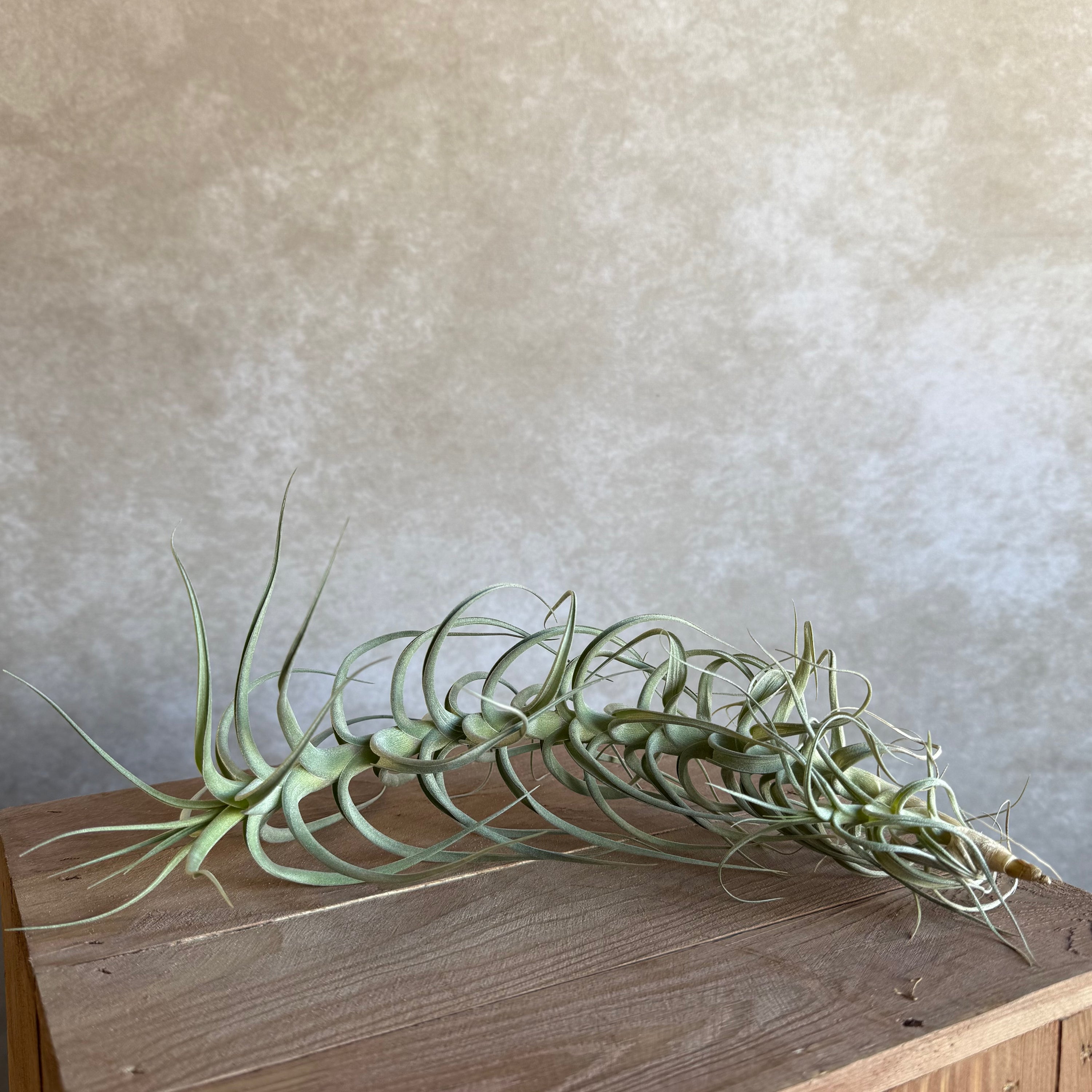 Tillandsia bergeri xxl