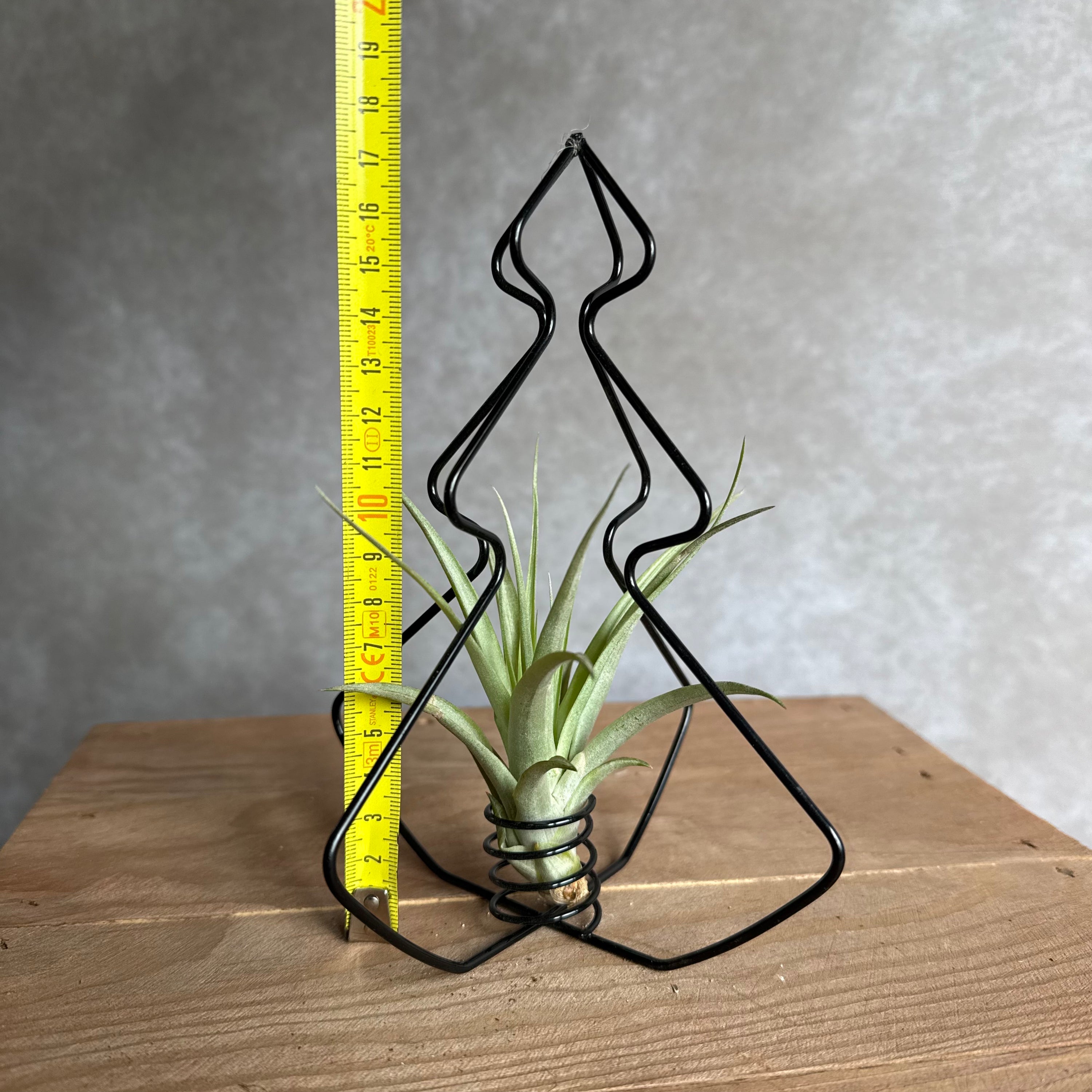 X-Mas Tree Black with Air Plant