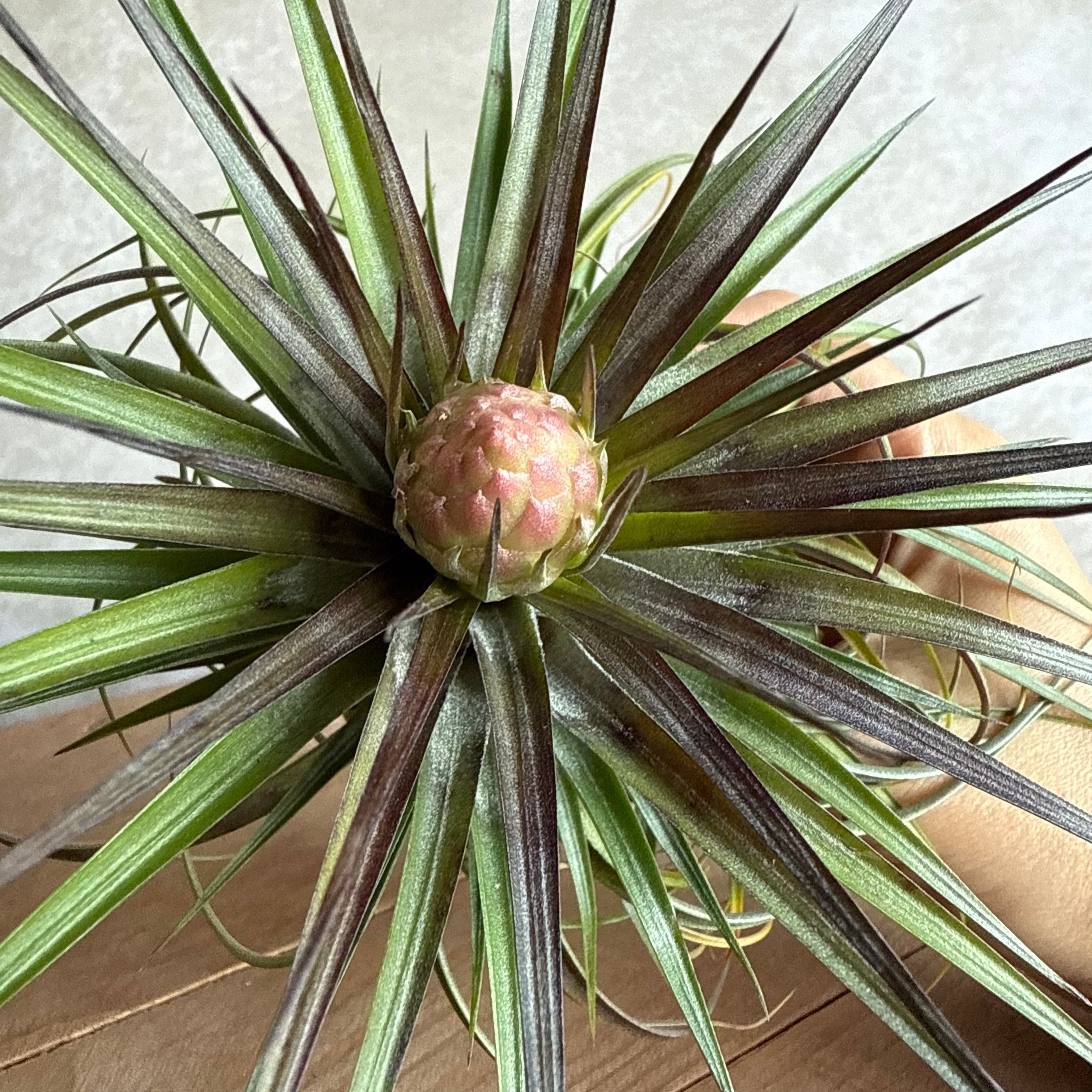 Tillandsia cotton candy (hybrid)