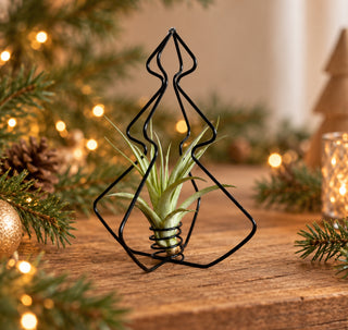 X-Mas Tree Black with Air Plant