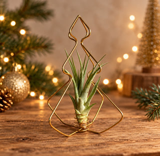 X-Mas Tree Gold with Air Plant