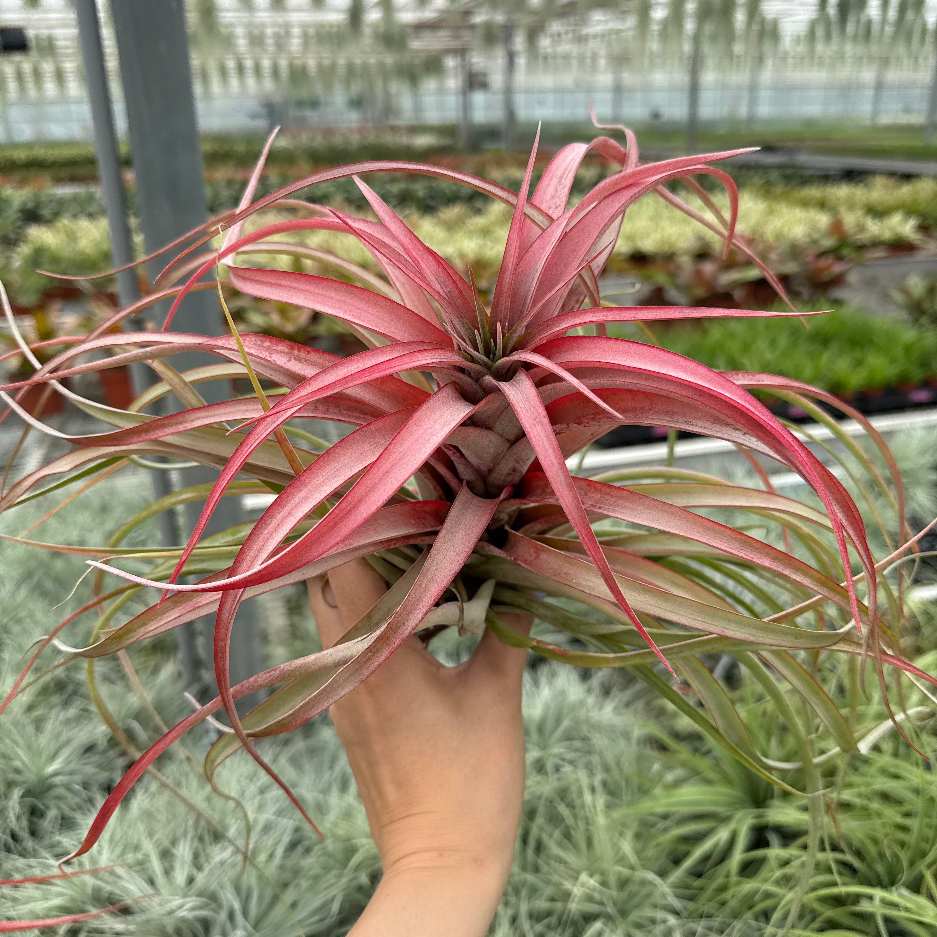 Tillandsia multiflora xxl rood