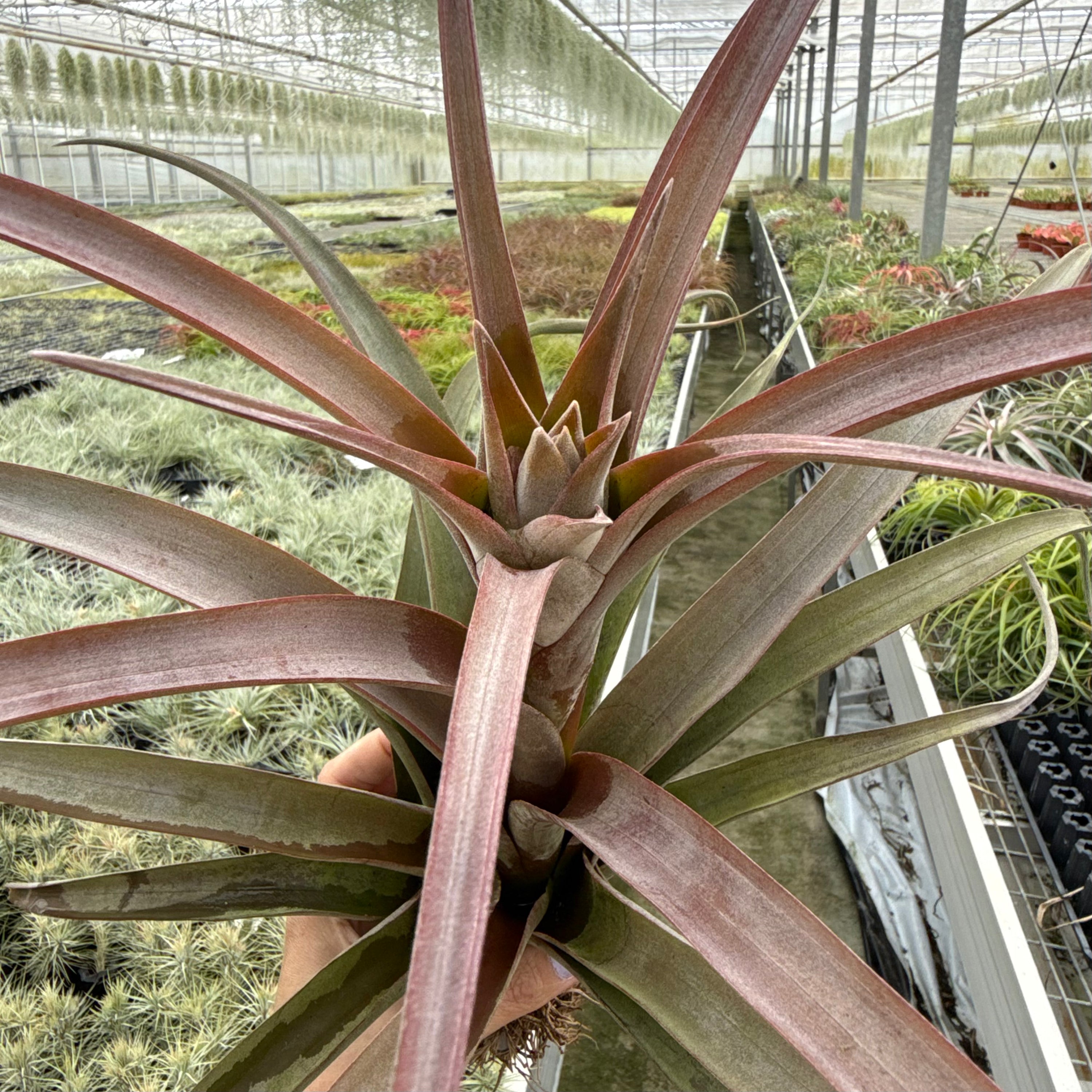 Tillandsia Coconut Grove