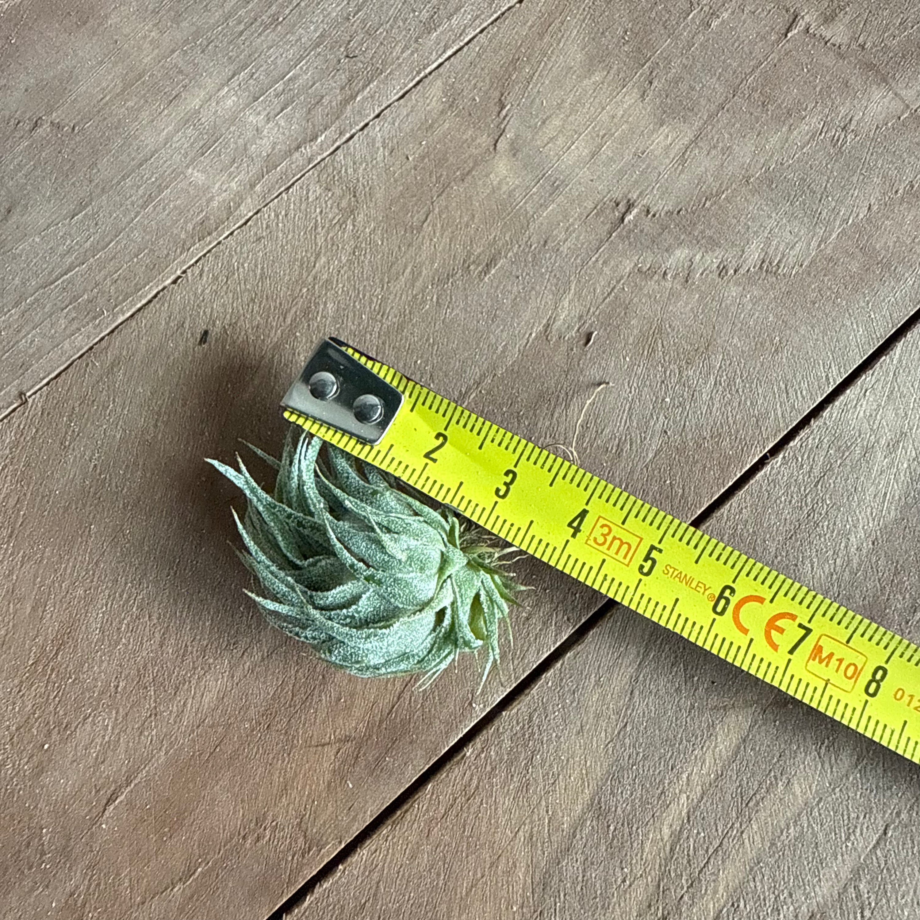 Tillandsia sprengeliana