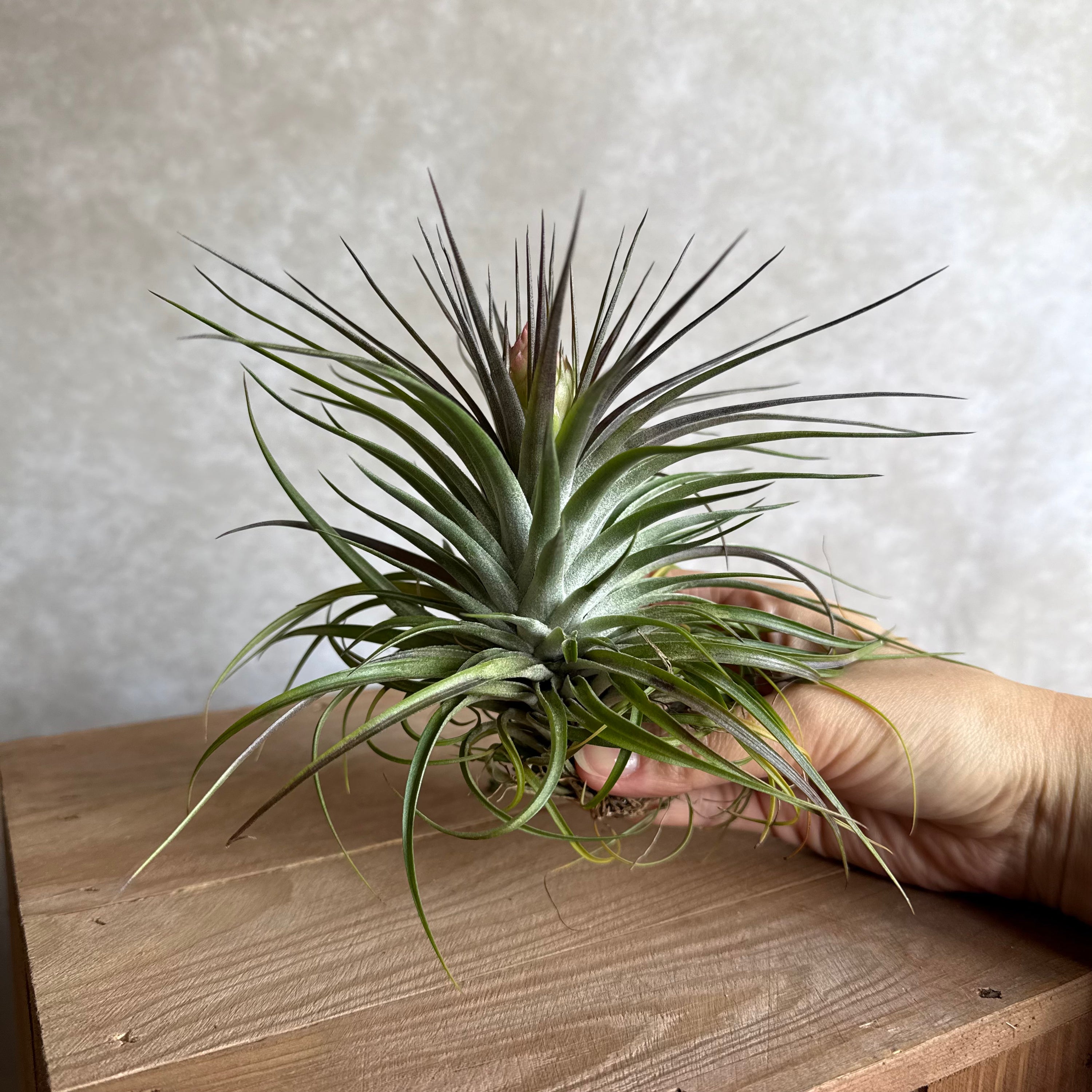 Tillandsia cotton candy (hybrid)