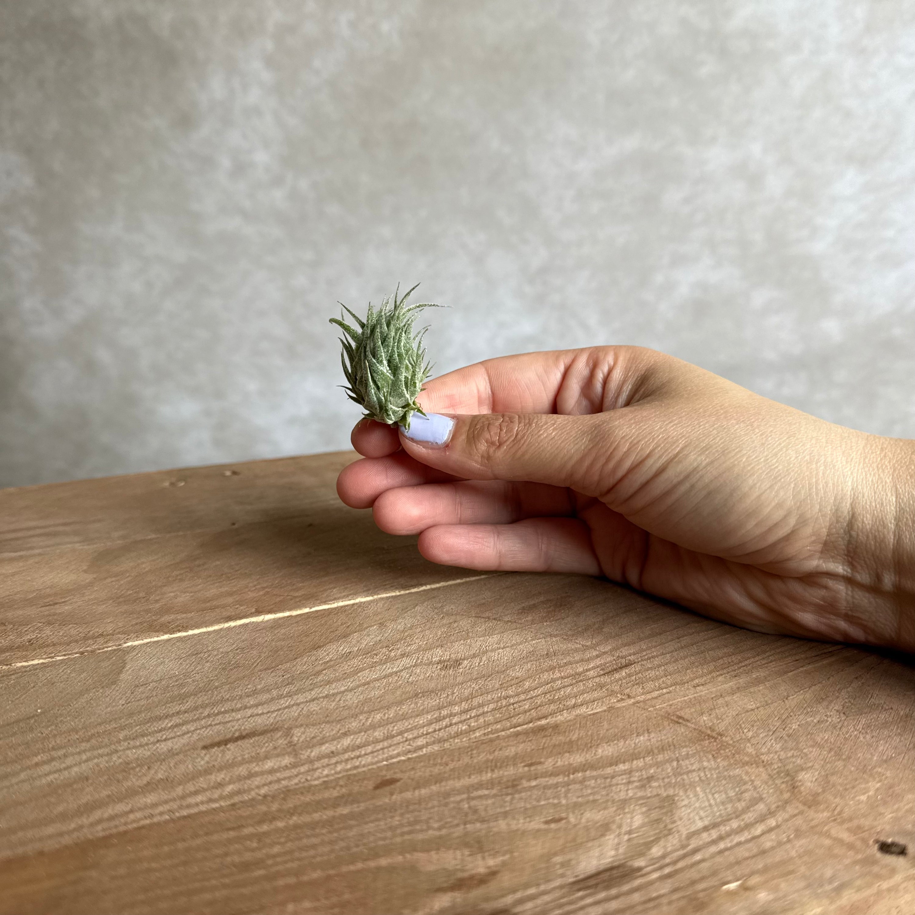 Tillandsia sprengeliana