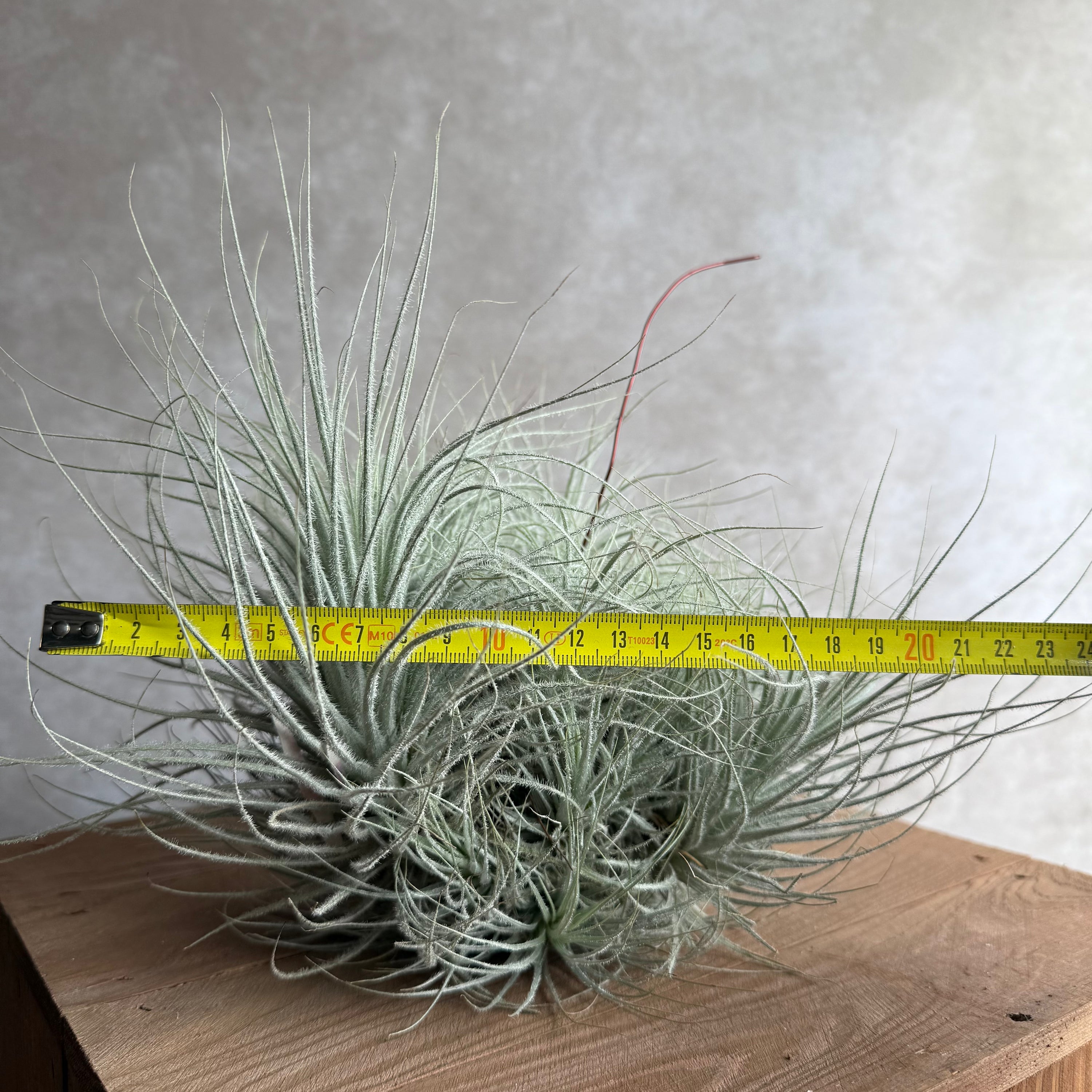 Tillandsia tectorum snow cluster