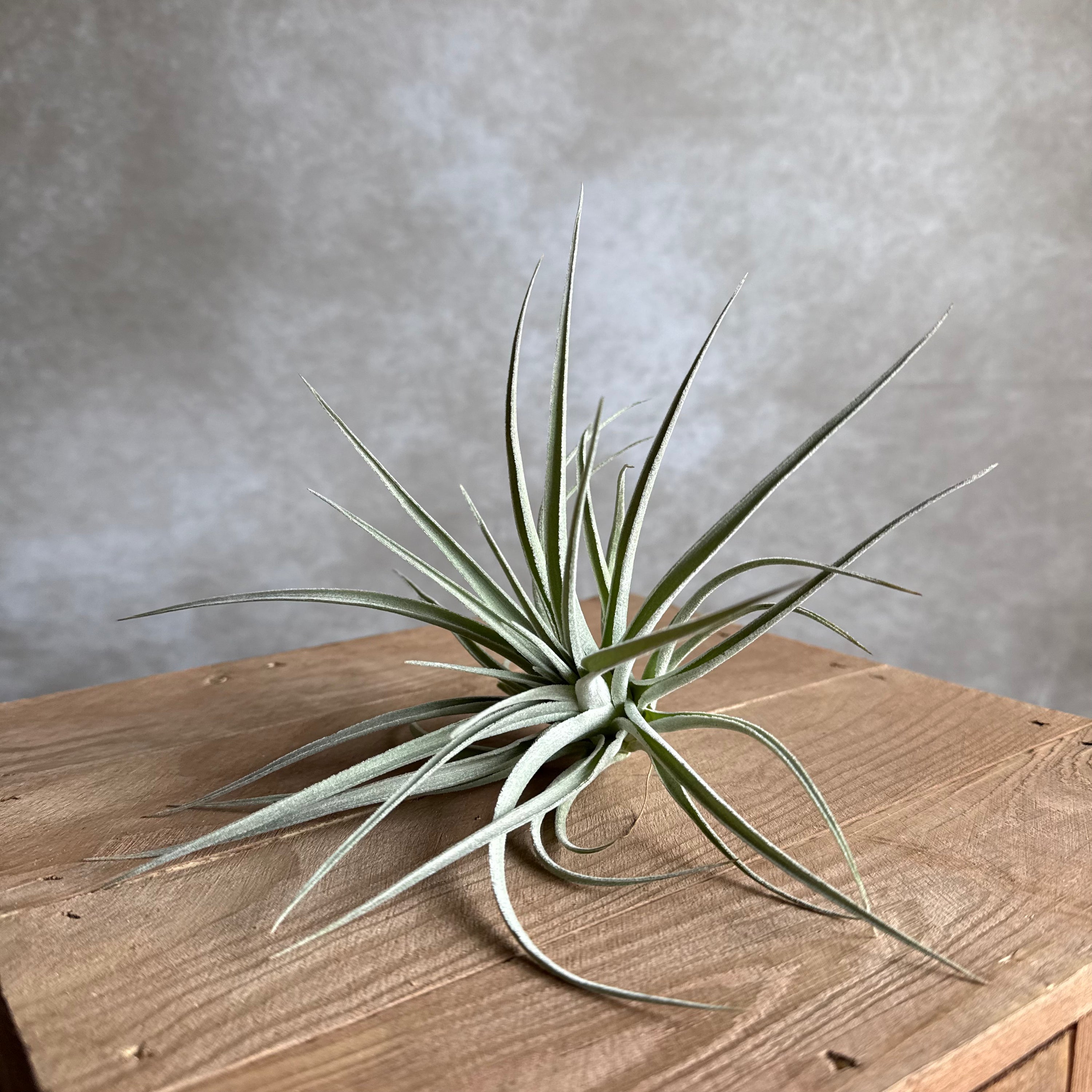 Tillandsia Pohliana