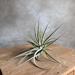 Tillandsia Pohliana