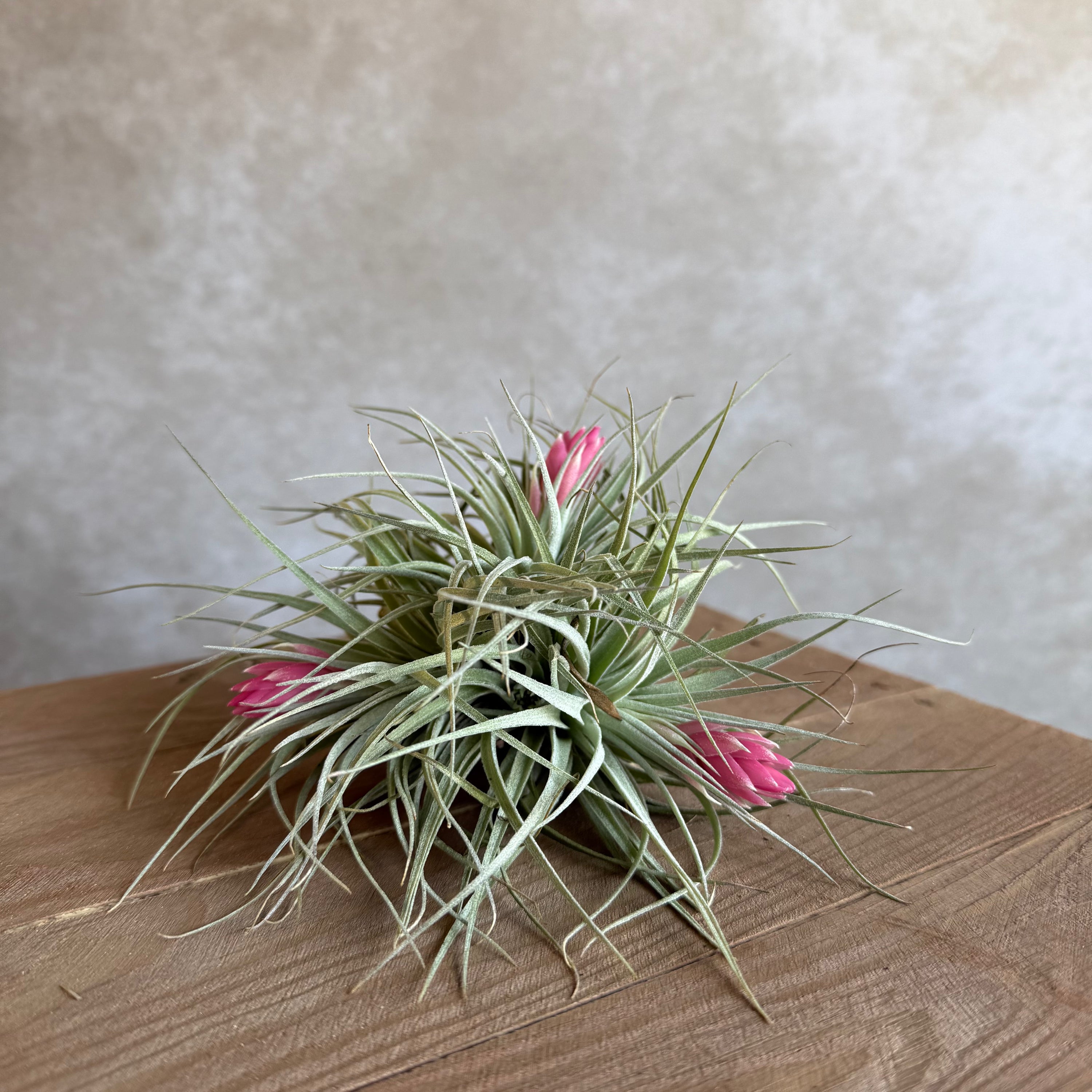 Tillandsia Cotton Candy (multiple)