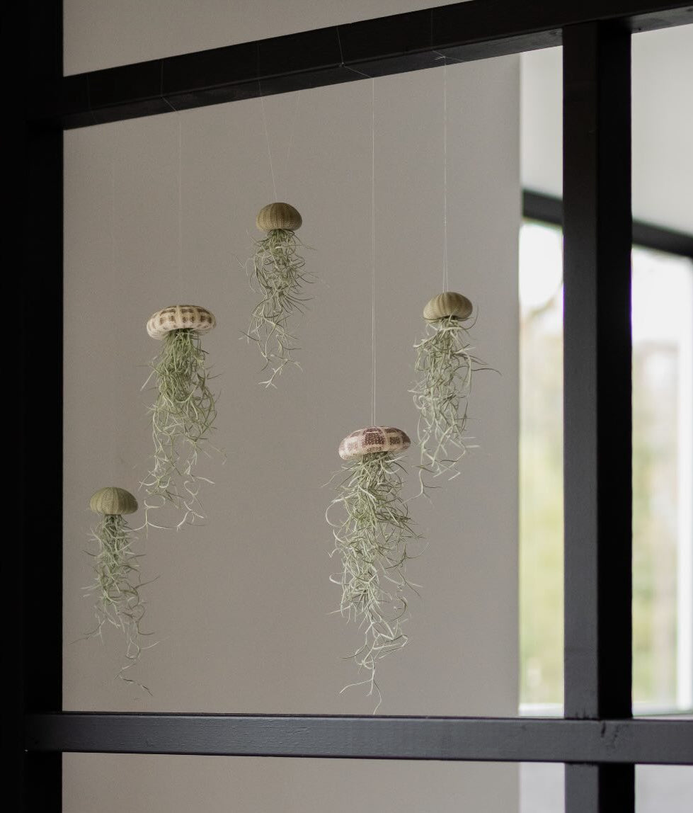 Jellyfish Groen Trio