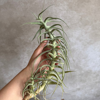 Tillandsia bergeri xxl