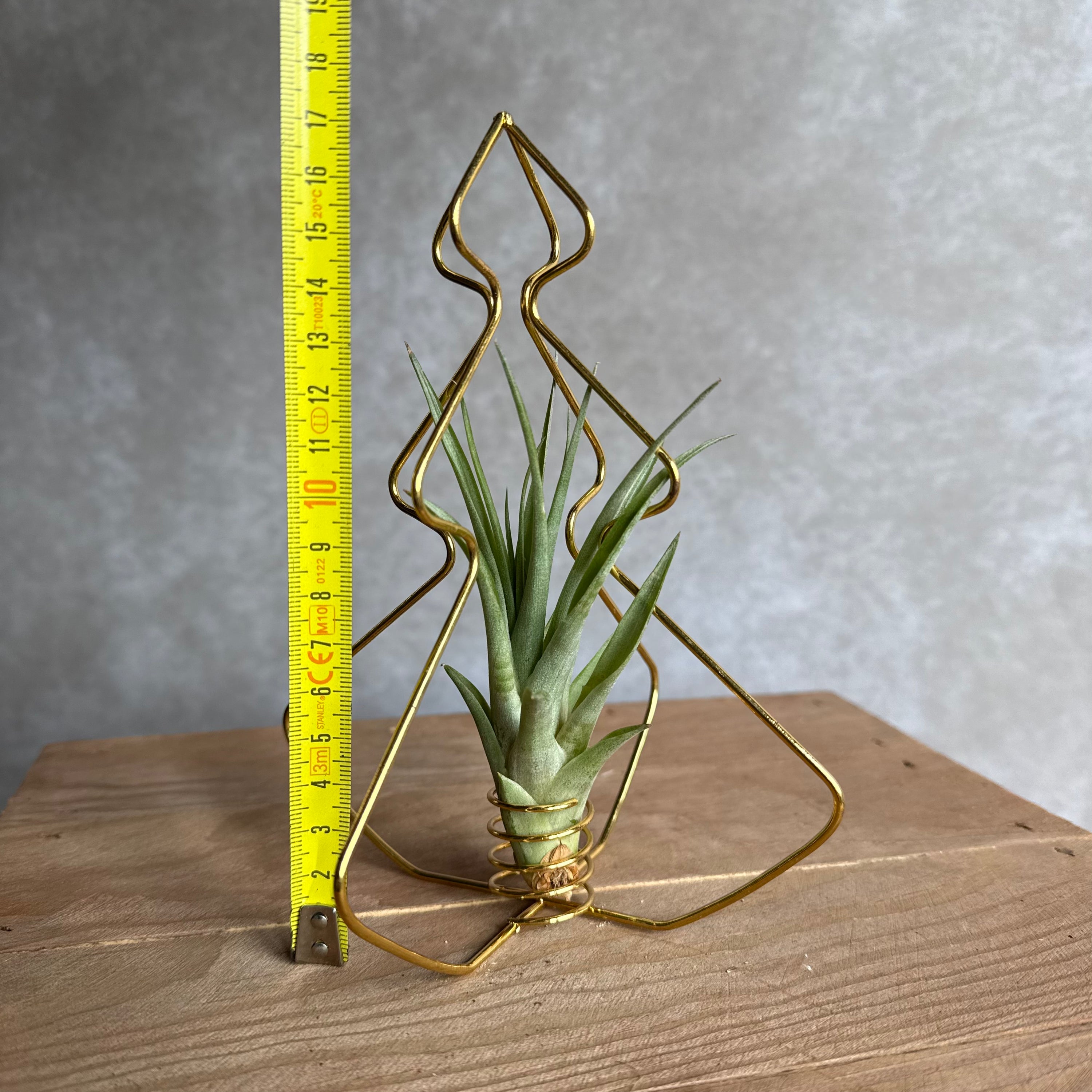 X-Mas Tree Gold with Air Plant