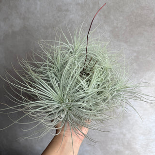 Tillandsia tectorum snow cluster