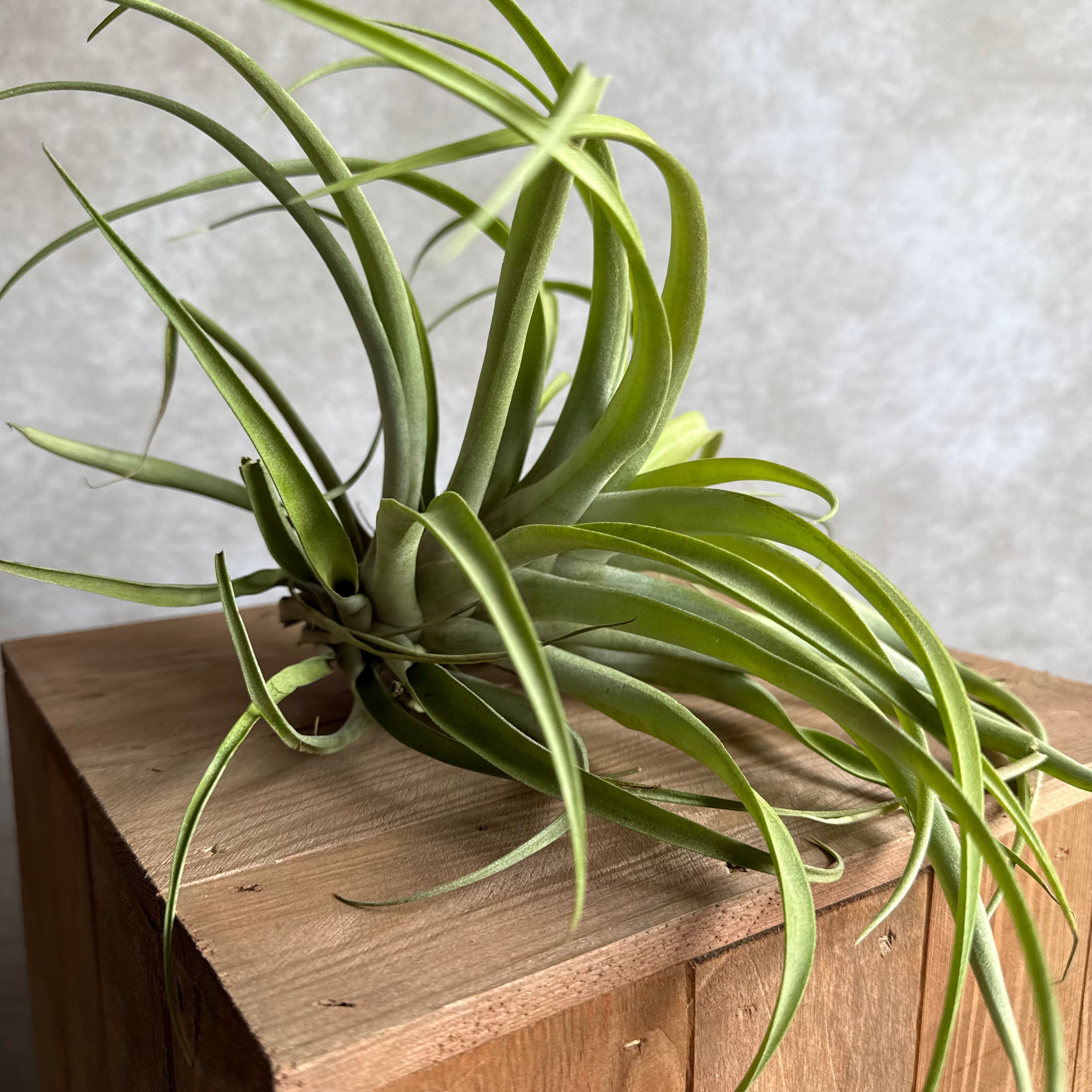 Tillandsia capitata XXL