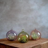 Glasbol 8cm met Tillandsia