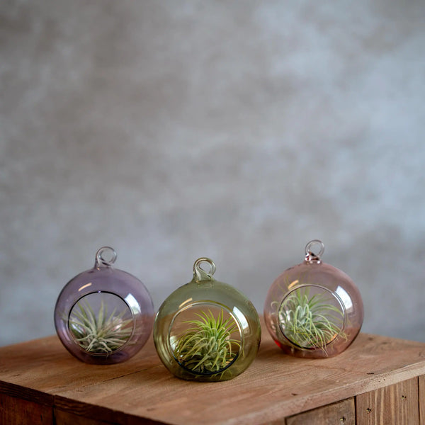 Glasbol 8cm met Tillandsia