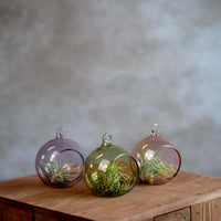 Glasbol 8cm met Tillandsia