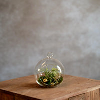 Glasbol 10cm met Tillandsia en Mos