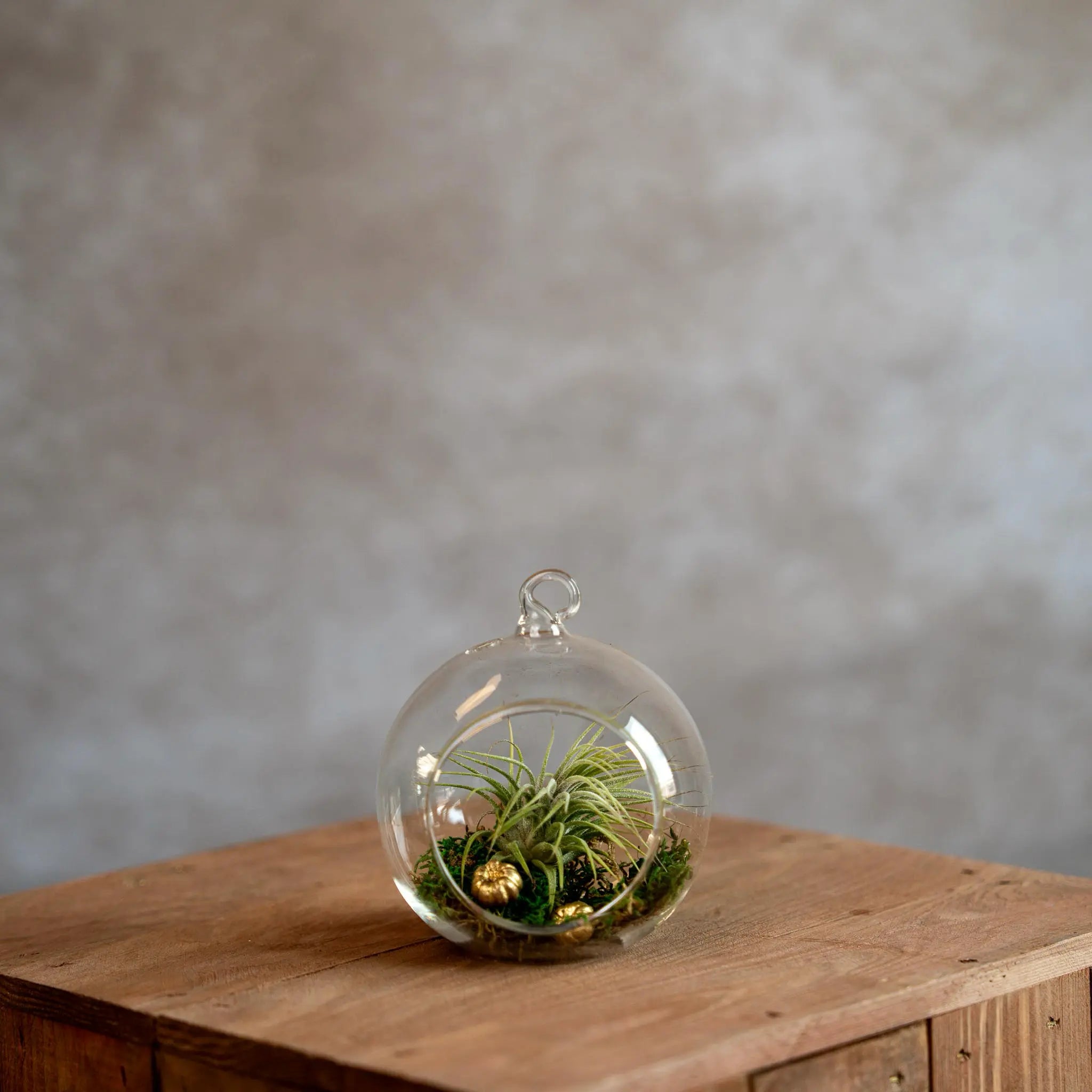 Glasbol 10cm met Tillandsia en Mos