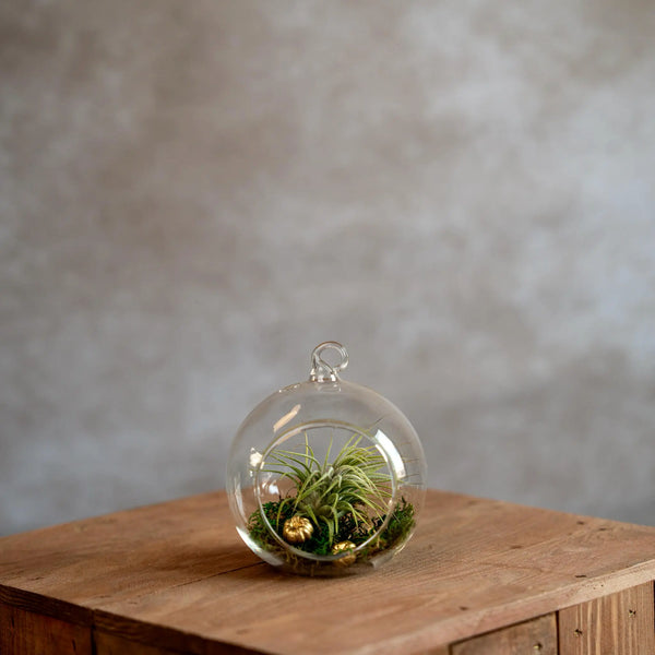 Glasbol 10cm met Tillandsia en Mos