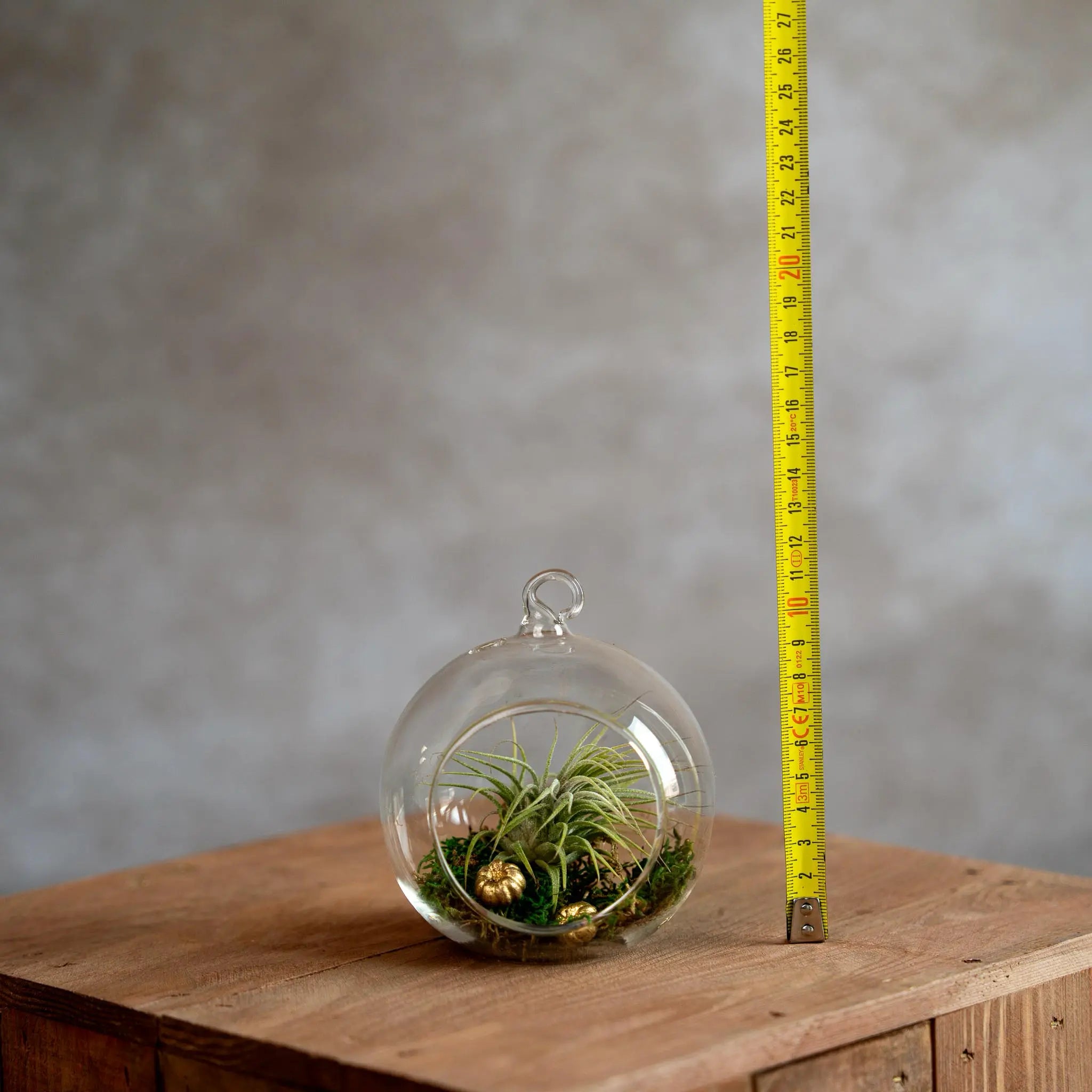 Glasbol 10cm met Tillandsia en Mos