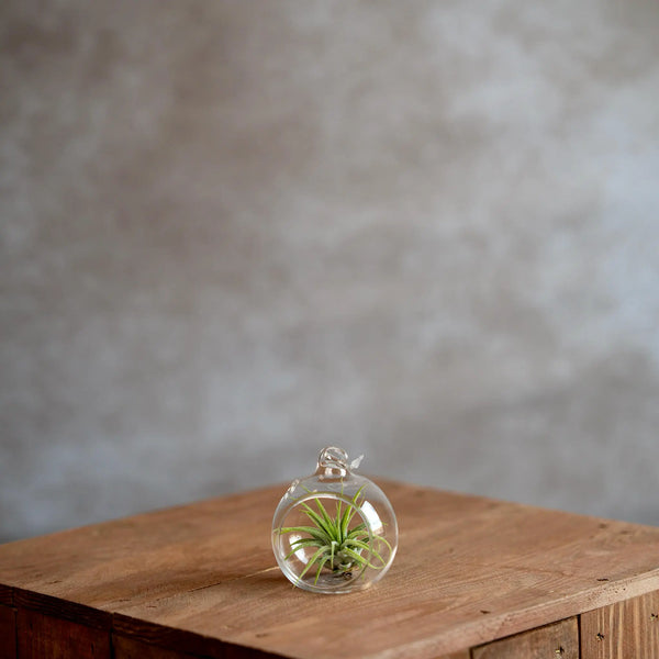 Glasbol 6Cm Met Tillandsia